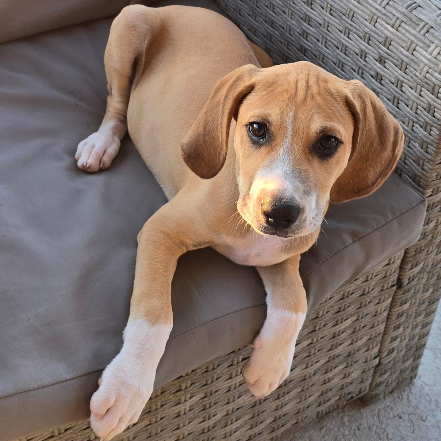 Spokes, ADOPTABLE, Puppy Male Pit Bull Terrier & Beagle.