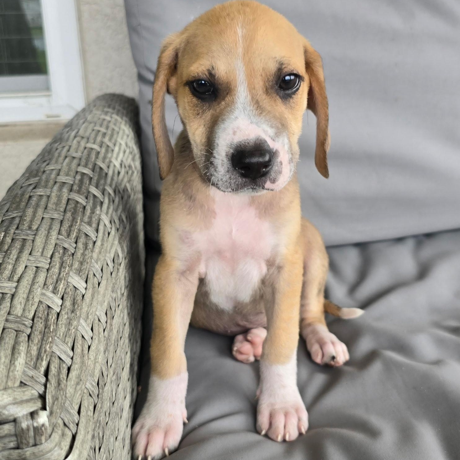 Enlarge Spokes, a ADOPTABLE mixed breed in Tampa, FL image 3/6