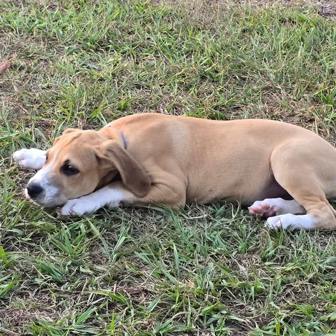 Enlarge Spokes, a ADOPTABLE mixed breed in Tampa, FL image 6/6