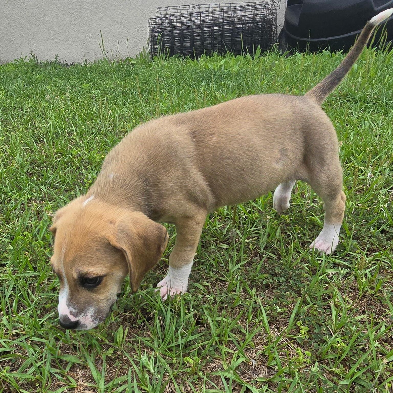 Enlarge Spokes, a ADOPTABLE mixed breed in Tampa, FL image 5/6