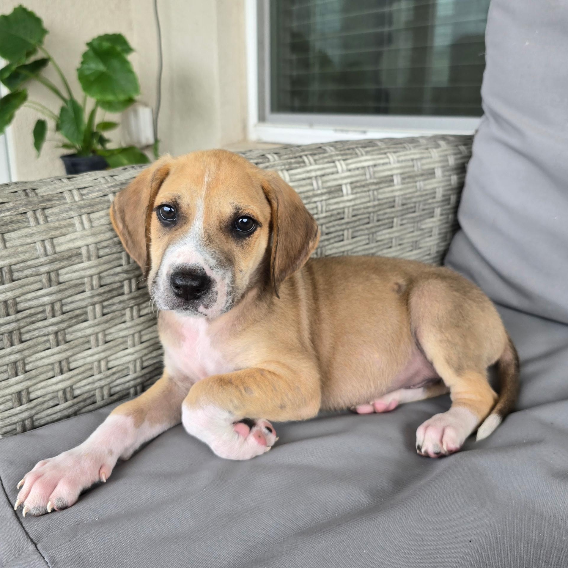Enlarge Spokes, a ADOPTABLE mixed breed in Tampa, FL image 2/6