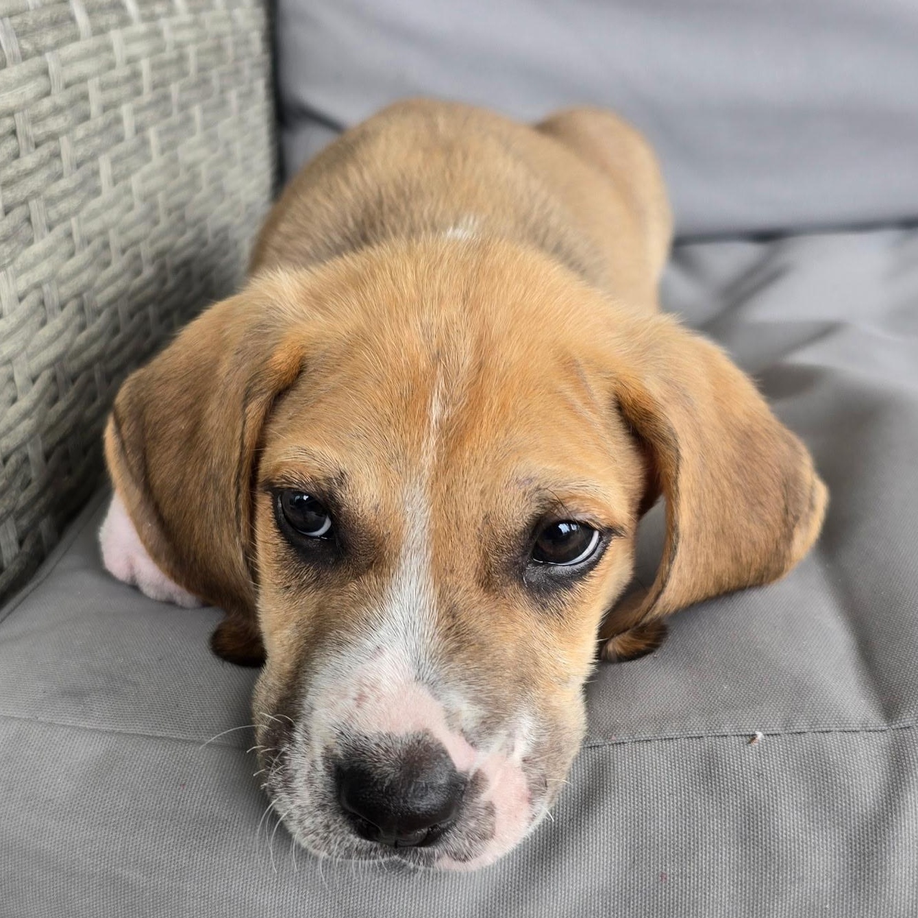 Enlarge Spokes, a ADOPTABLE mixed breed in Tampa, FL image 4/6