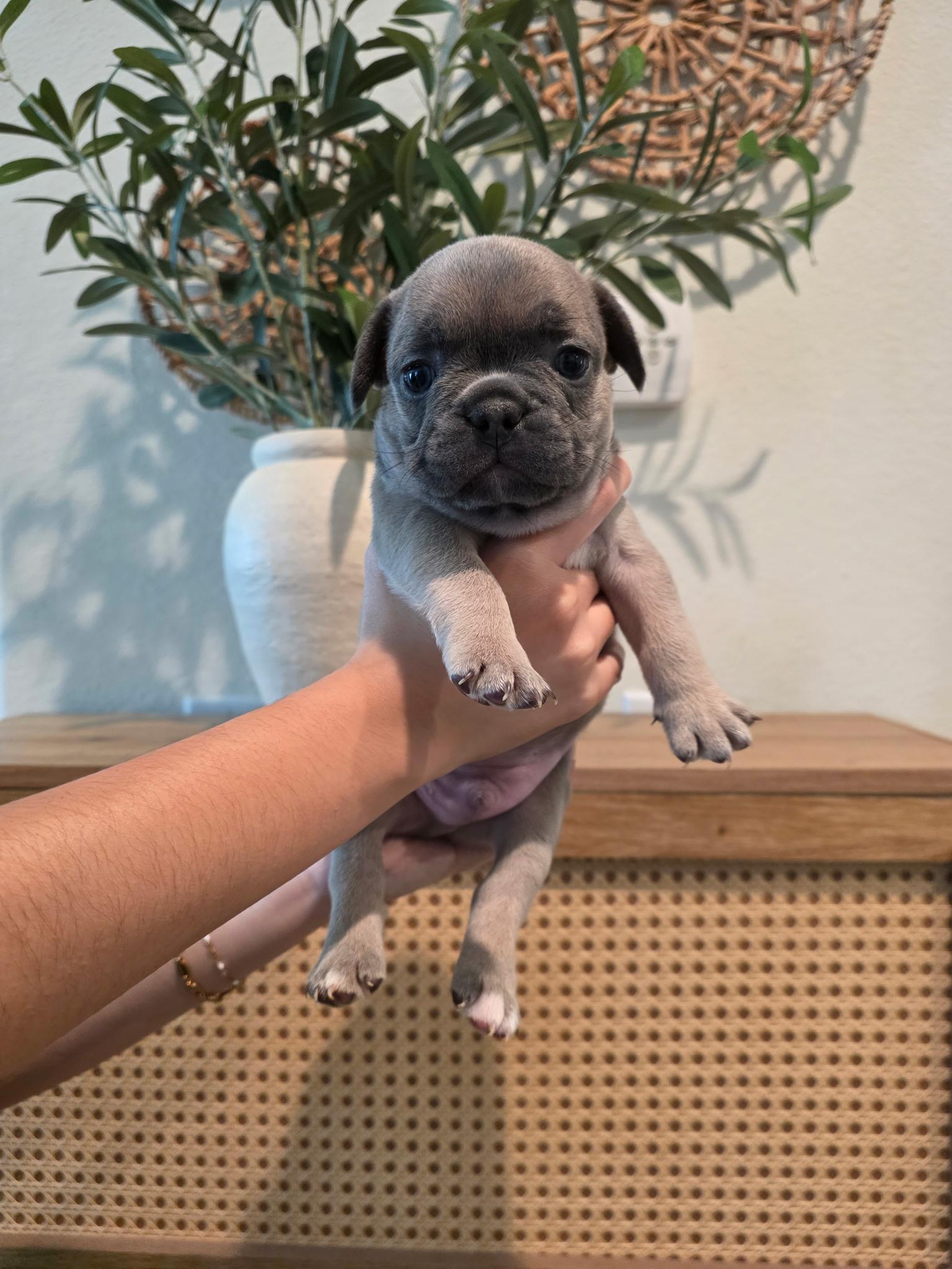 Bentley, ADOPTABLE, Puppy Male French Bulldog.
