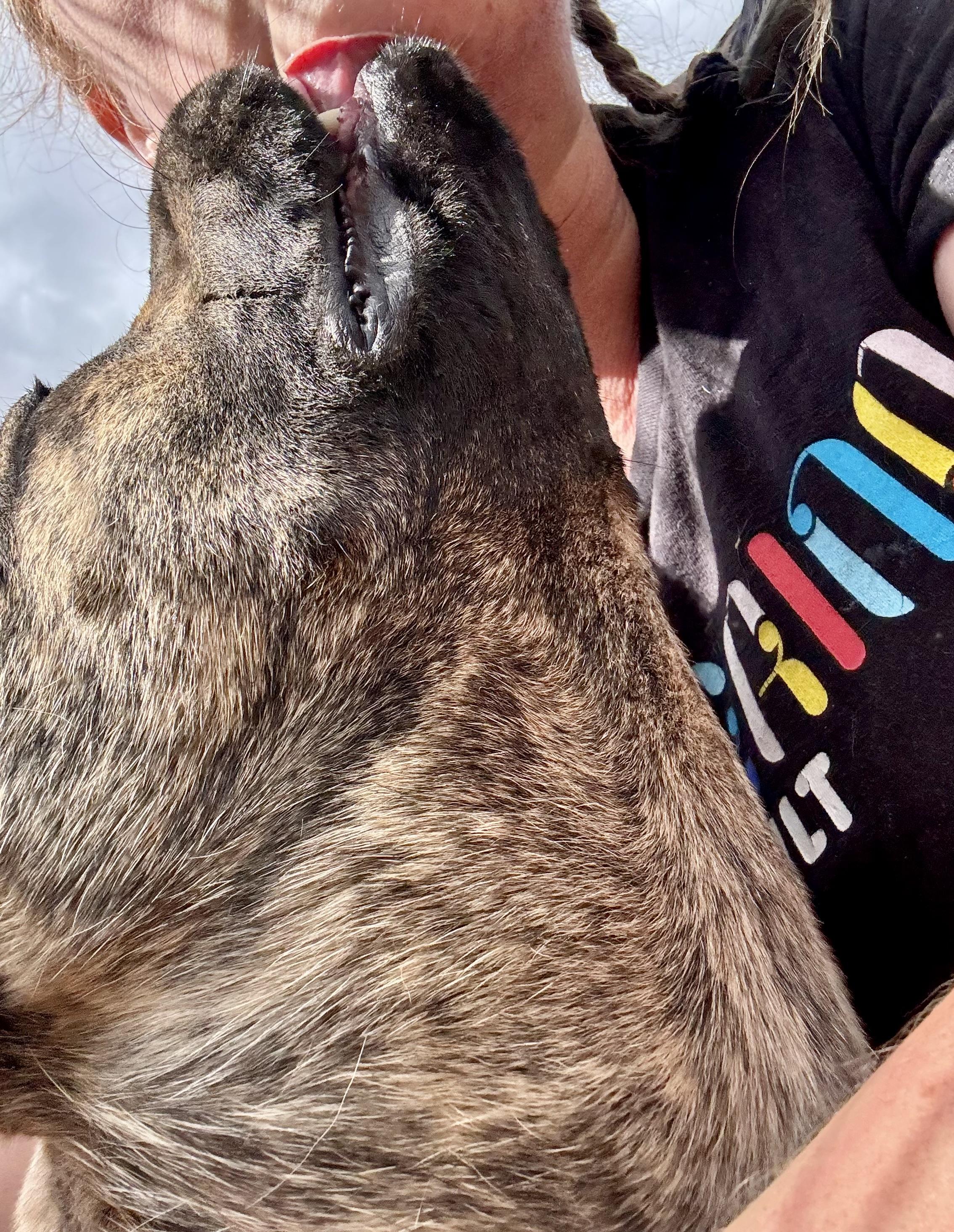 Donna, a Adoptable mixed breed in Madras, OR image 2/6