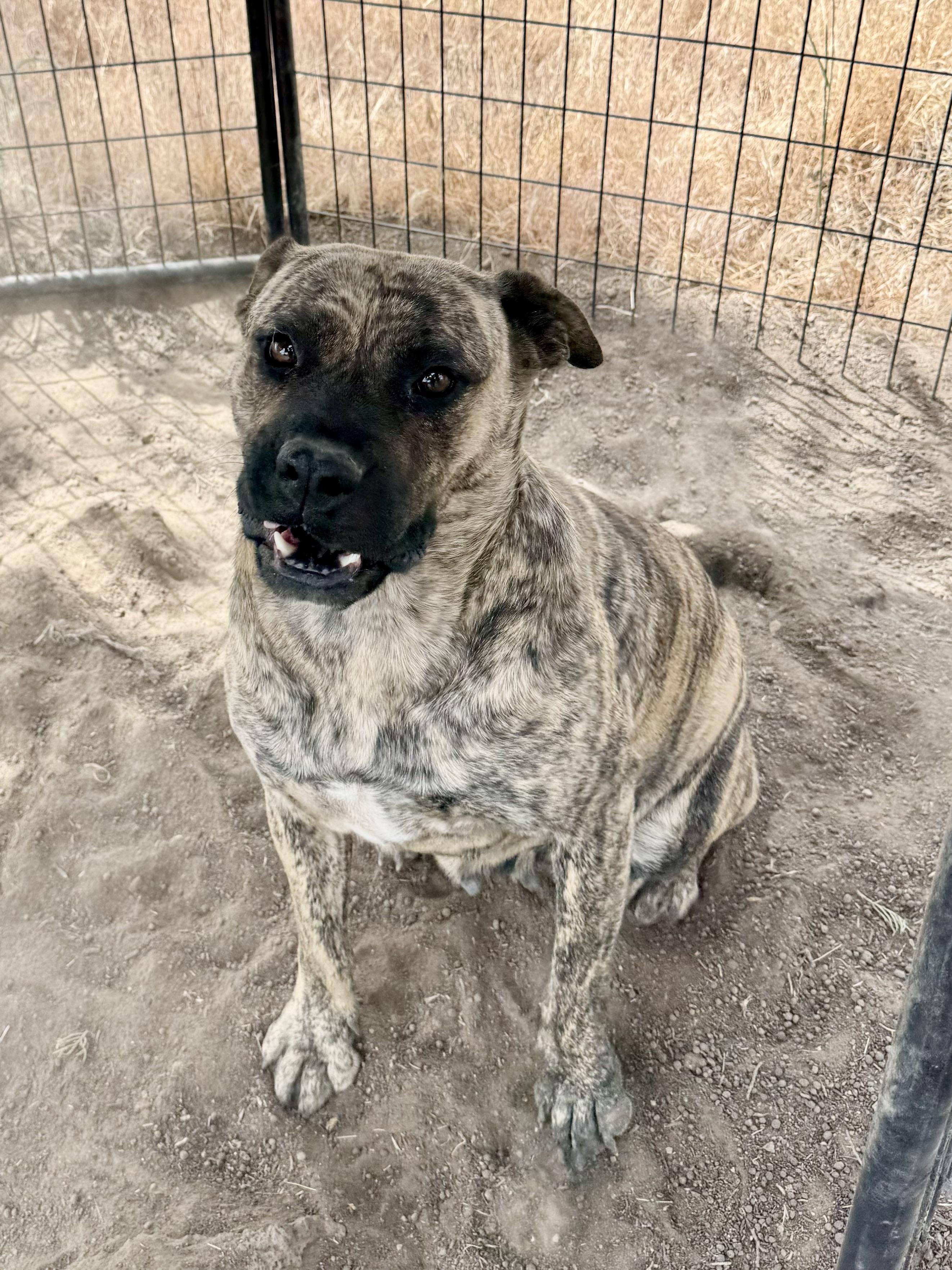 Donna, a Adoptable mixed breed in Madras, OR image 3/6