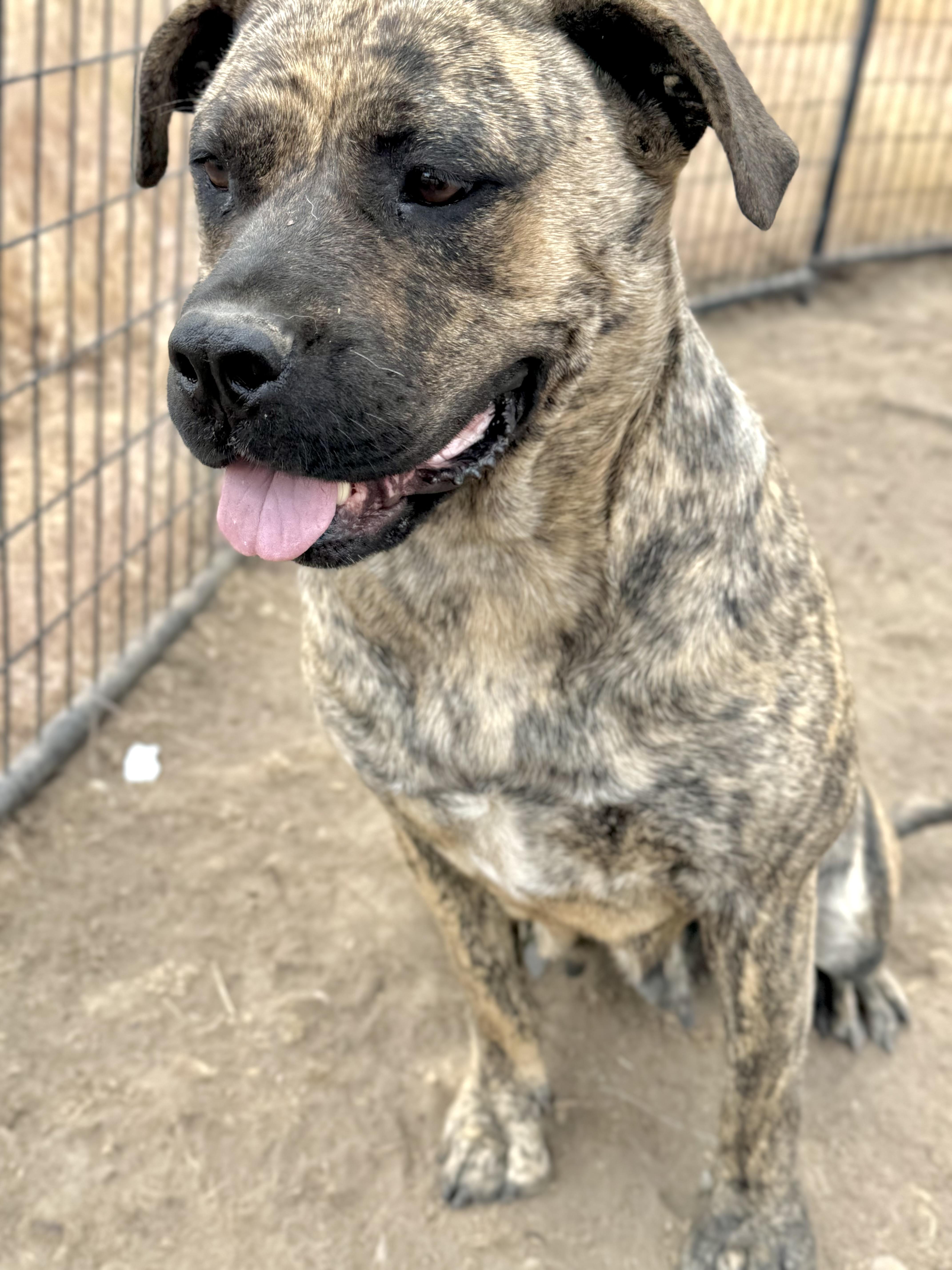 Donna, Adoptable, Adult Female Pit Bull Terrier.