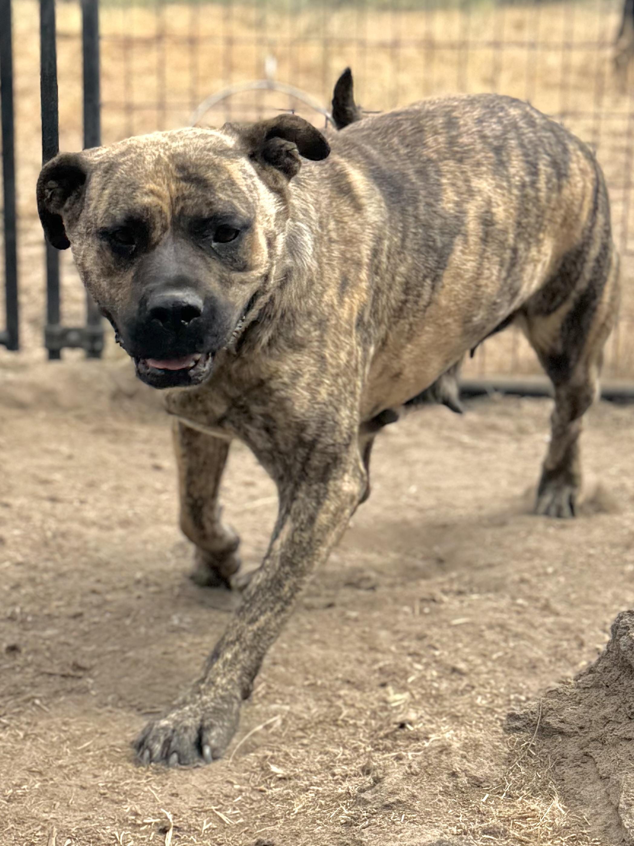 Donna, a Adoptable mixed breed in Madras, OR image 4/6