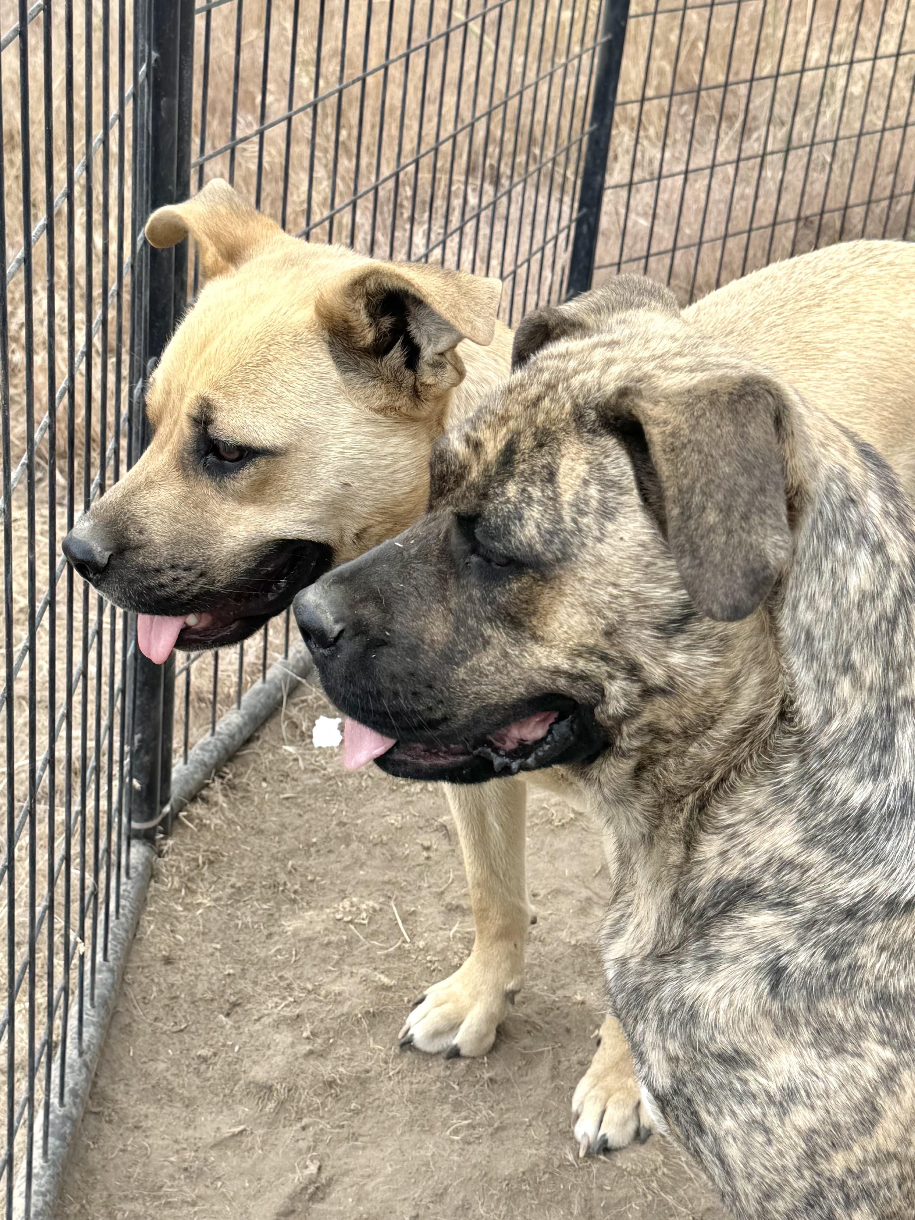 Donna, a Adoptable mixed breed in Madras, OR image 5/6