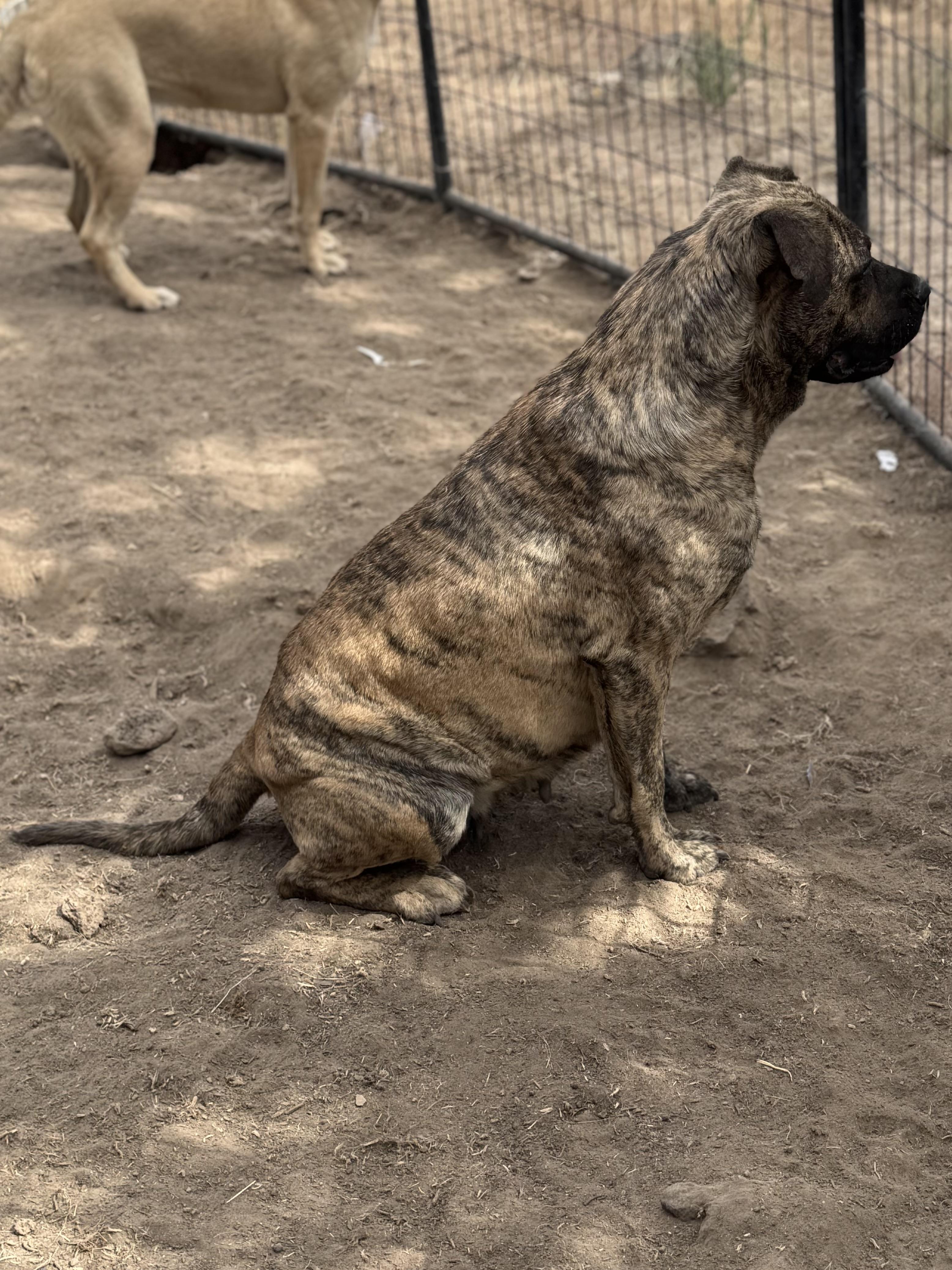 Donna, a Adoptable mixed breed in Madras, OR image 6/6