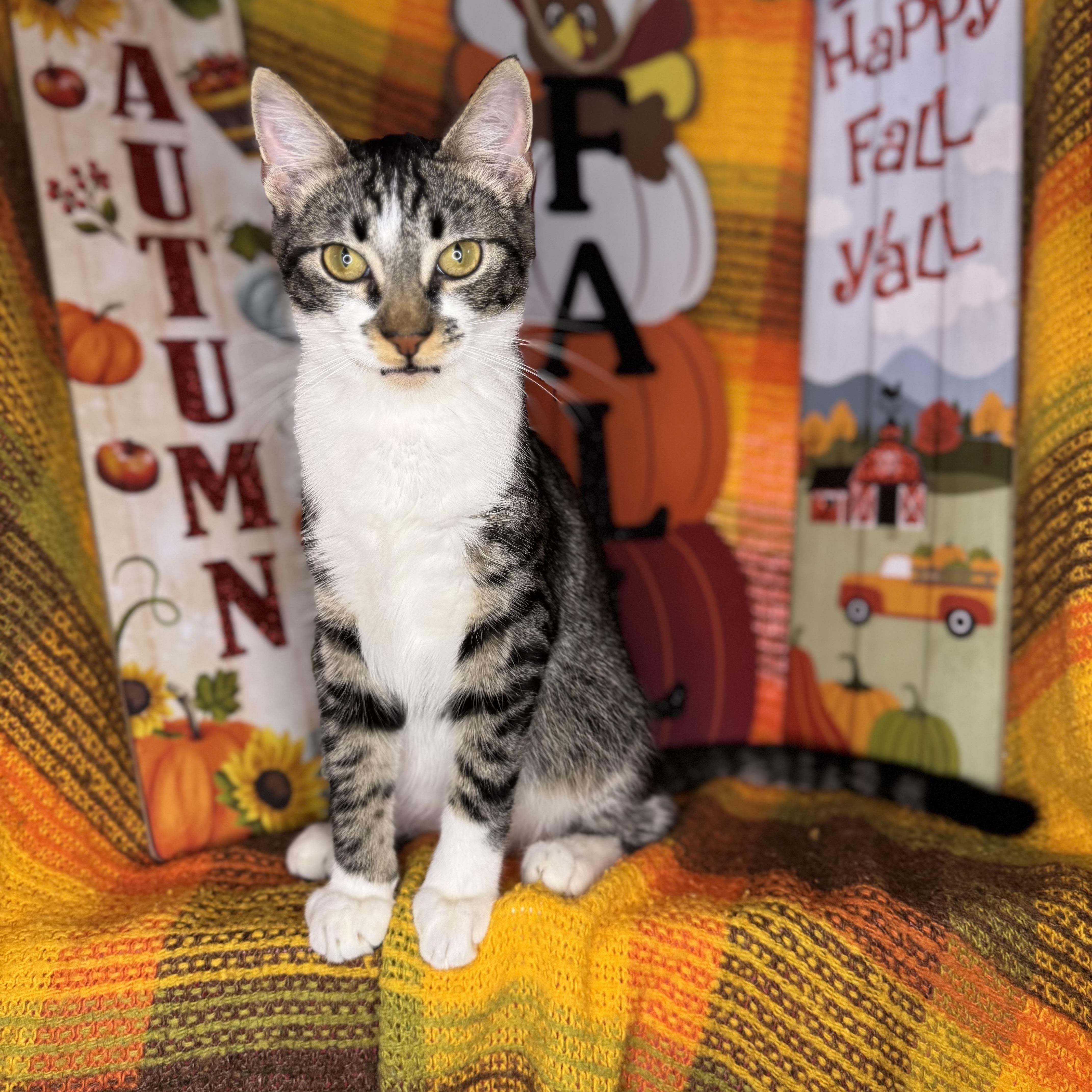 Yin & Yang thumbnail 5