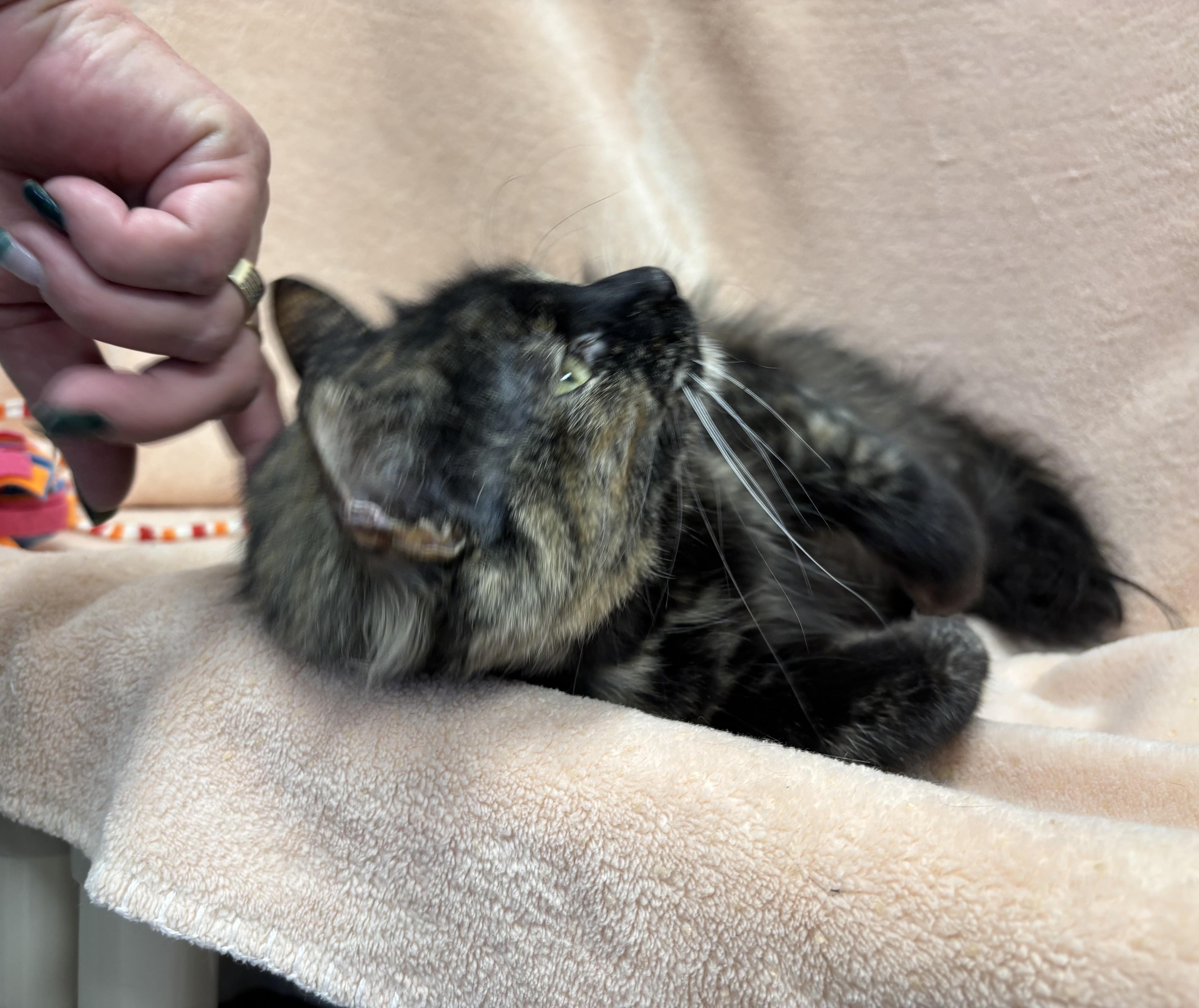 Tiramisu, a Adoptable Domestic Short Hair in Torrington, WY image 3/4