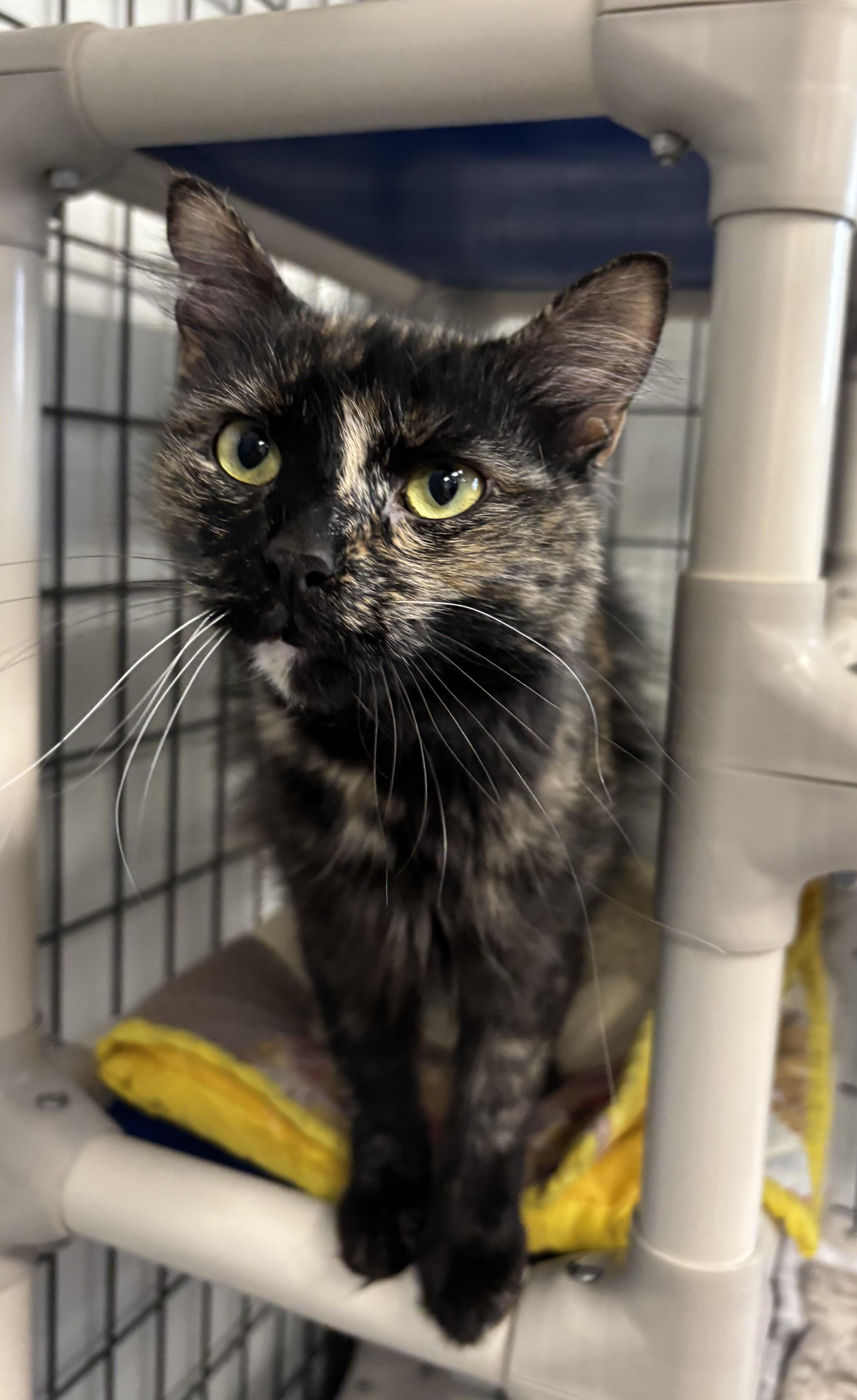 Tiramisu, a Adoptable Domestic Short Hair in Torrington, WY image 1/4