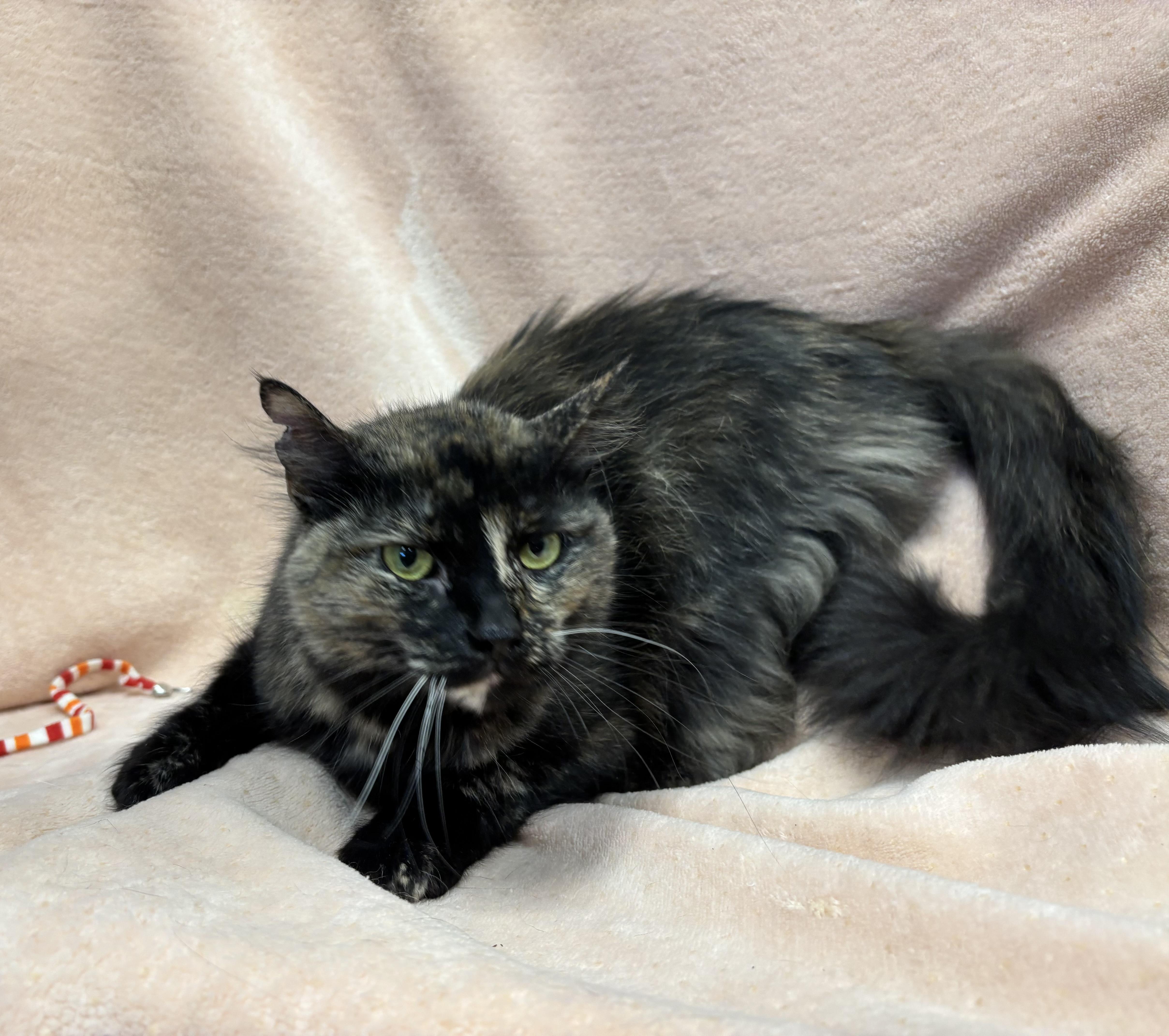 Tiramisu, a Adoptable Domestic Short Hair in Torrington, WY image 4/4