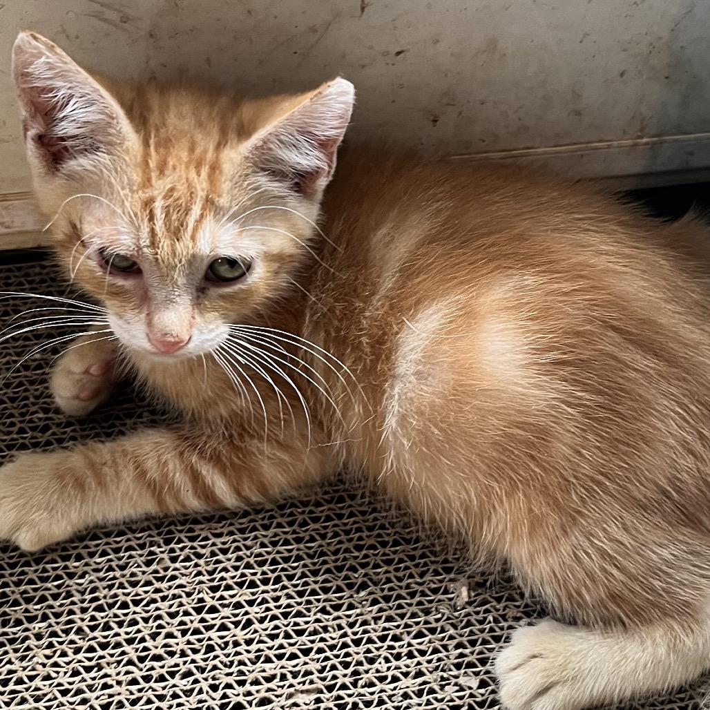 Oakley, Adoptable, Kitten Male Domestic Short Hair.