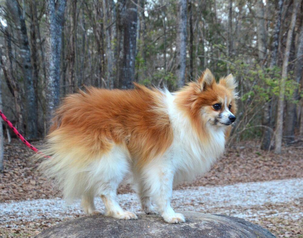 Paddy — thumbnail 3