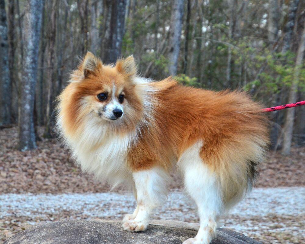 Enlarge Paddy, a Adoptable Pomeranian in Willingboro, NJ image 1/6