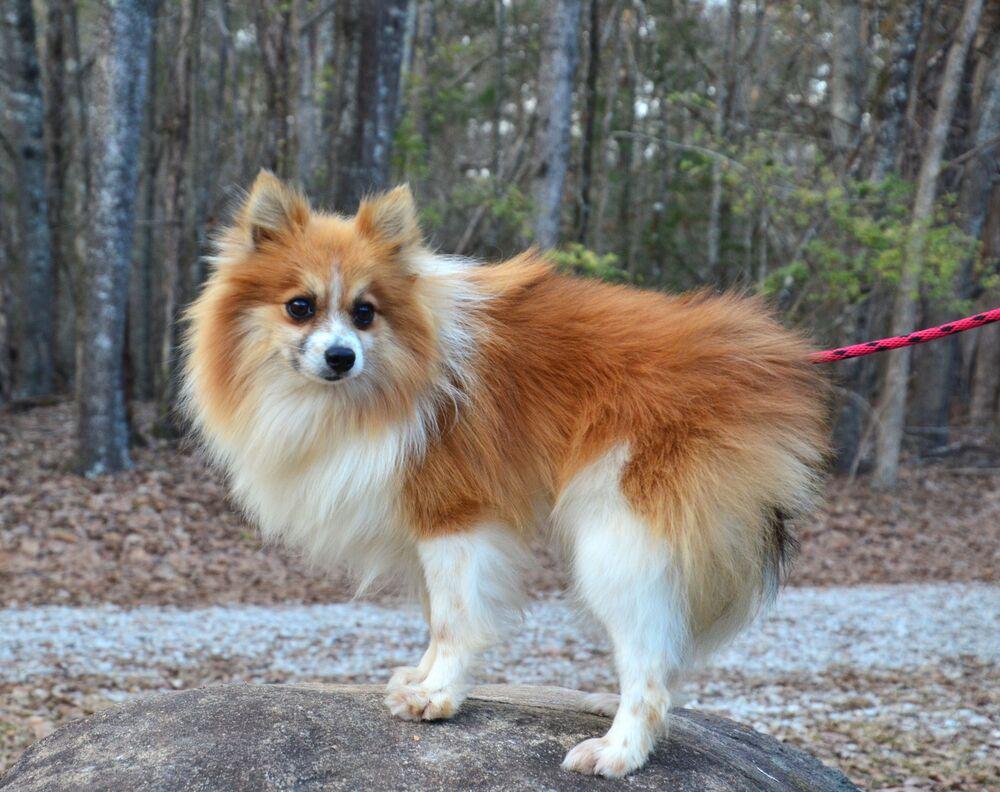 Enlarge Paddy, a Adoptable Pomeranian in Willingboro, NJ image 2/6
