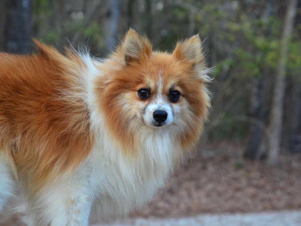 Enlarge Paddy, a Adoptable Pomeranian in Willingboro, NJ image 5/6