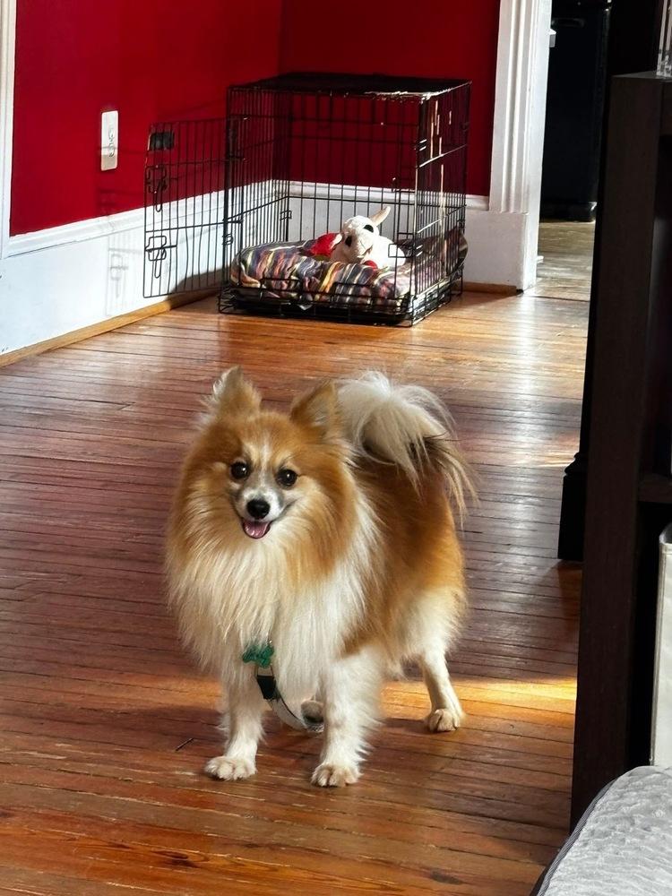 Paddy — thumbnail 6