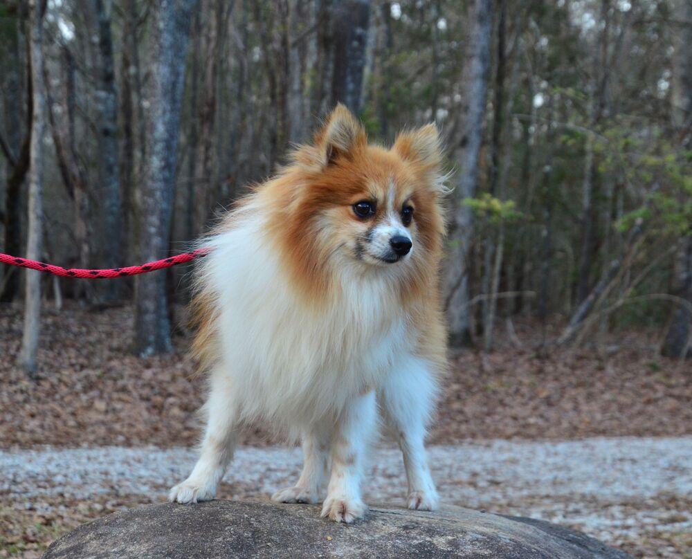 Enlarge Paddy, a Adoptable Pomeranian in Willingboro, NJ image 6/6