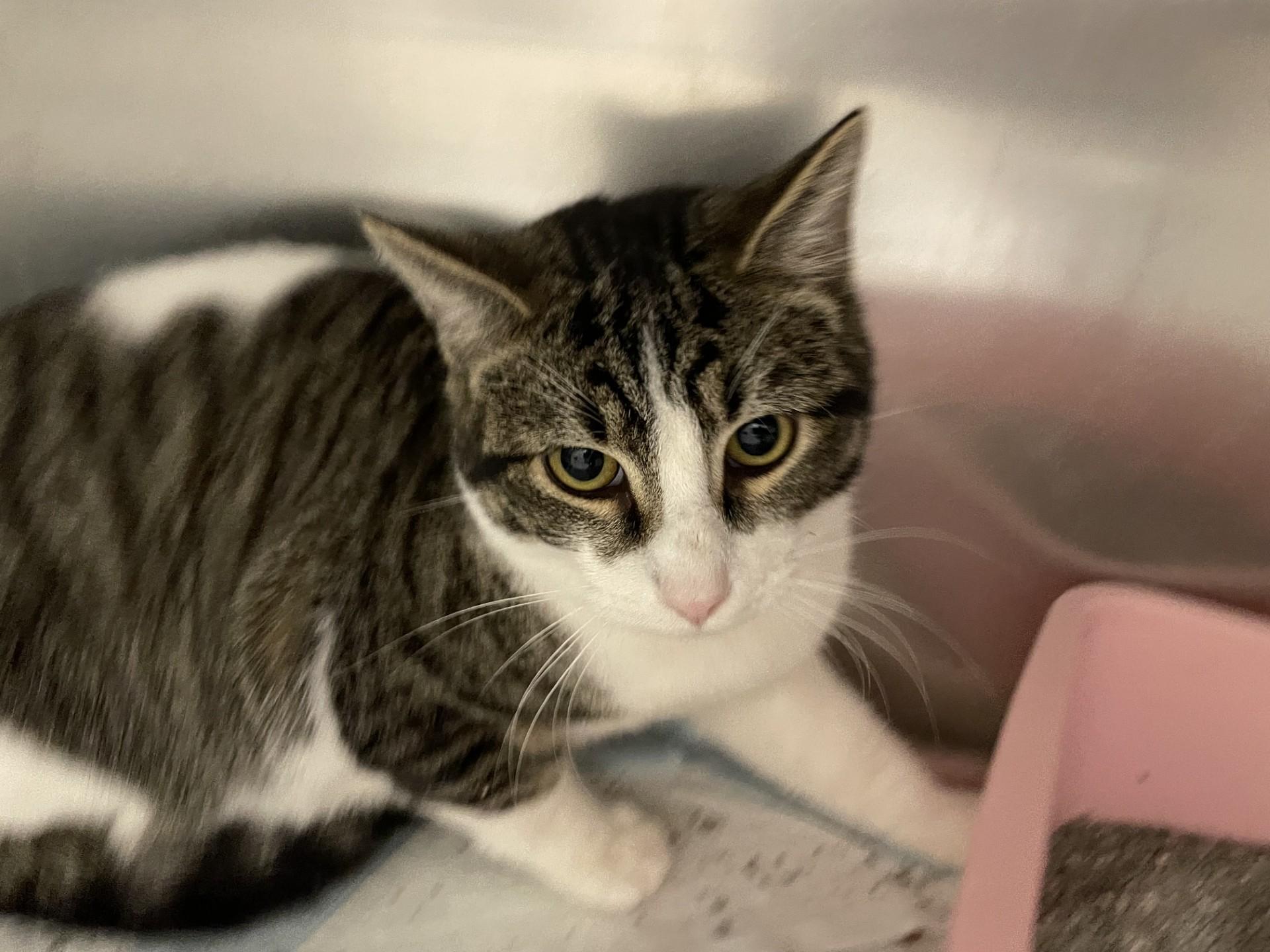 Enlarge Winter119355, a ADOPTABLE mixed breed in Rocky Mount, NC image 1/2