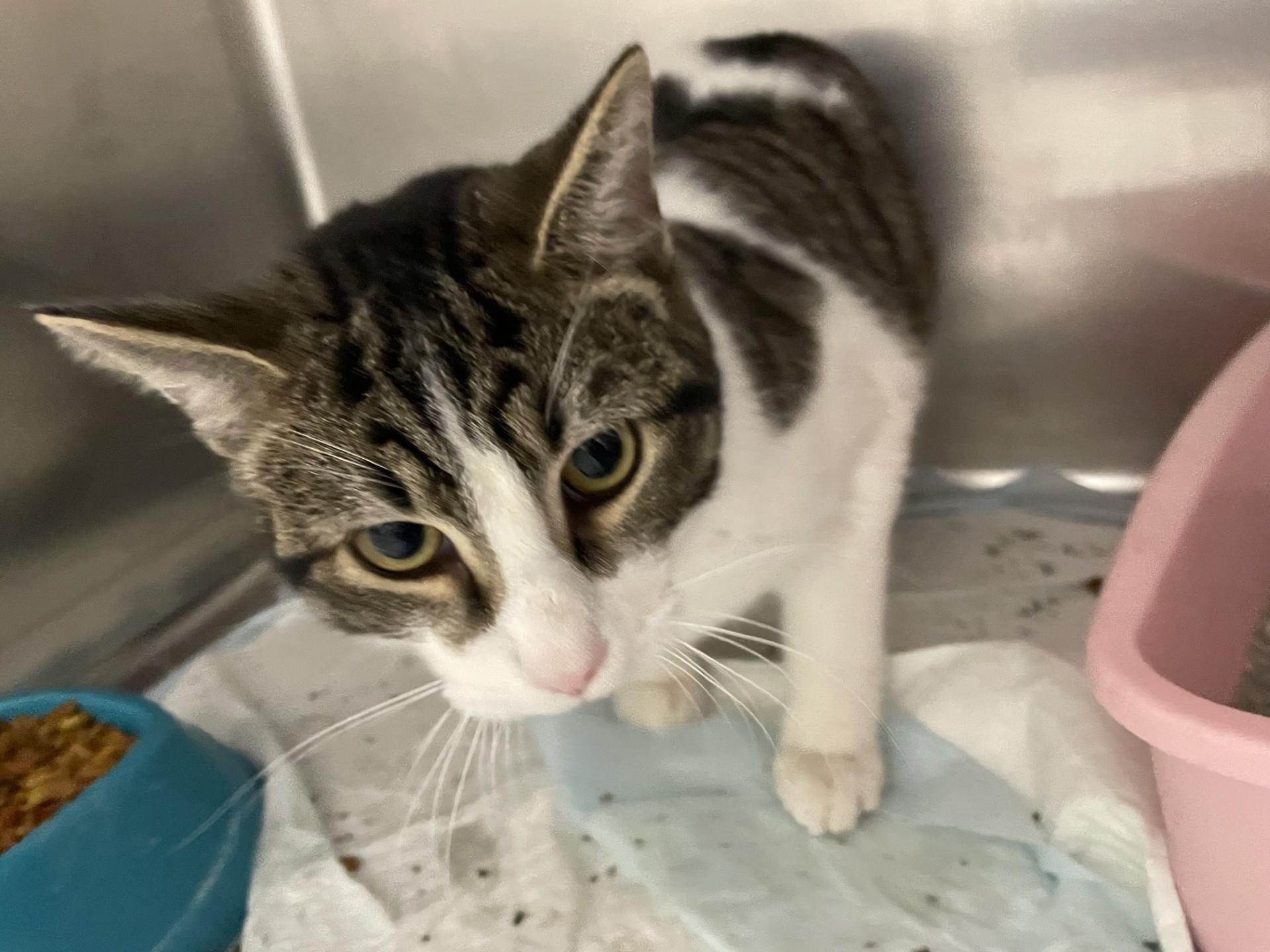 Enlarge Winter119355, a ADOPTABLE mixed breed in Rocky Mount, NC image 2/2