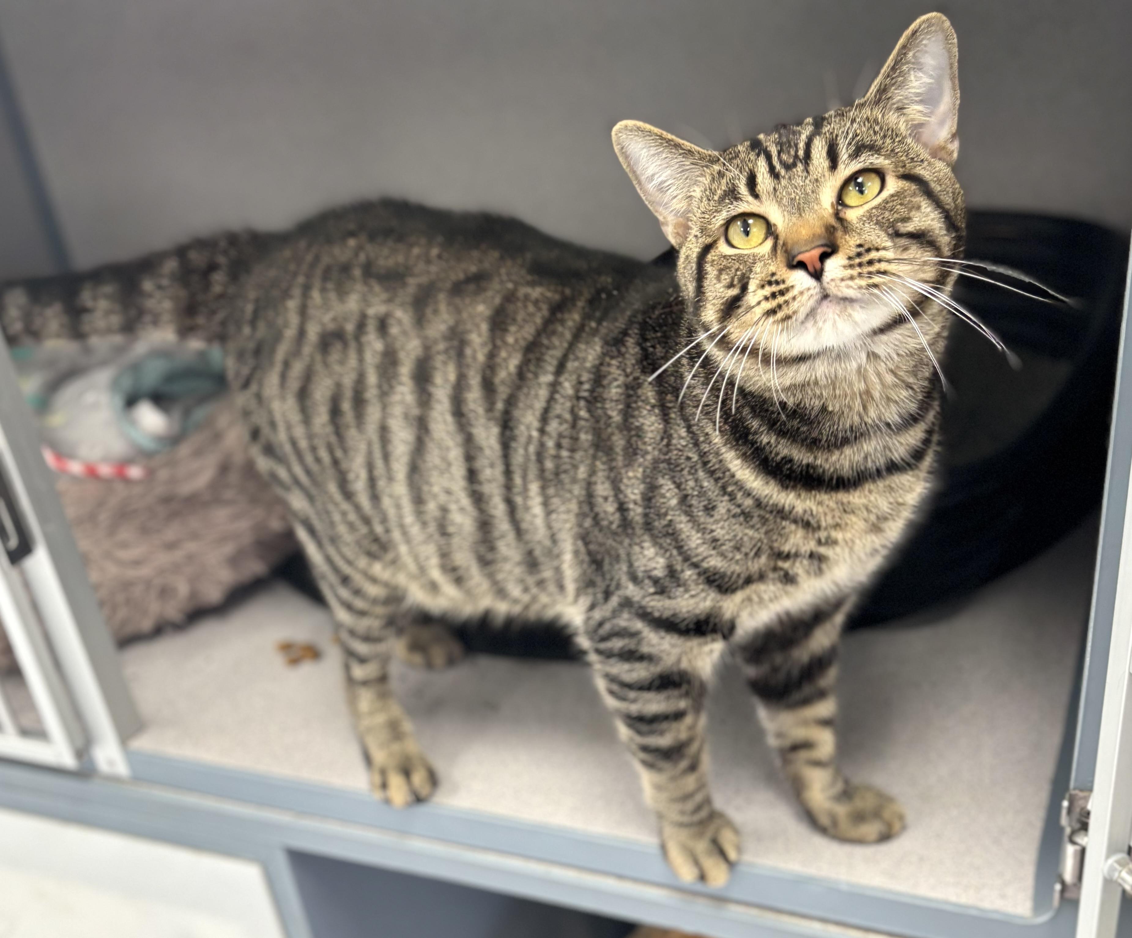 Enlarge Tommi, a ADOPTABLE Domestic Short Hair in Bardstown, KY image 4/5