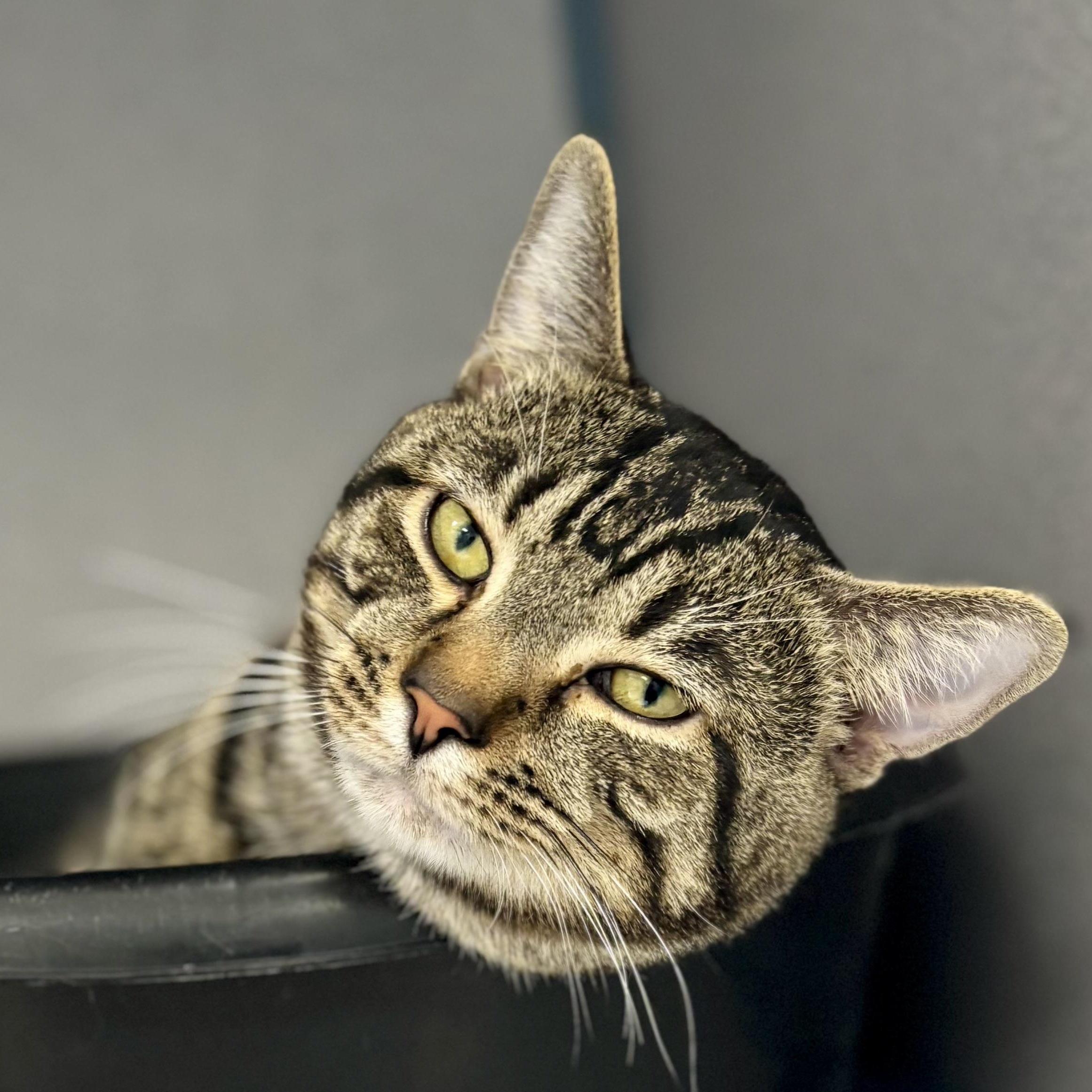 Enlarge Tommi, a ADOPTABLE Domestic Short Hair in Bardstown, KY image 1/5