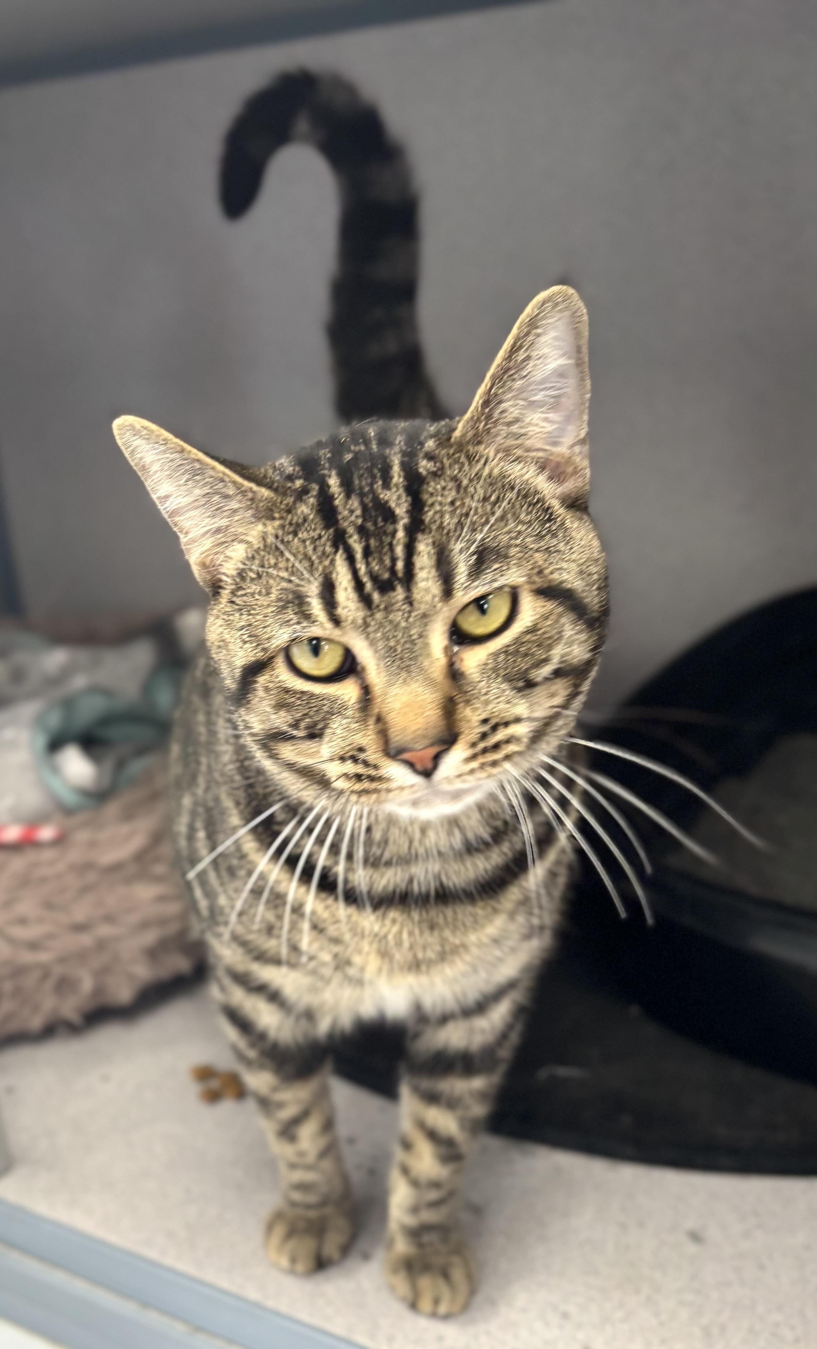 Enlarge Tommi, a ADOPTABLE Domestic Short Hair in Bardstown, KY image 2/5