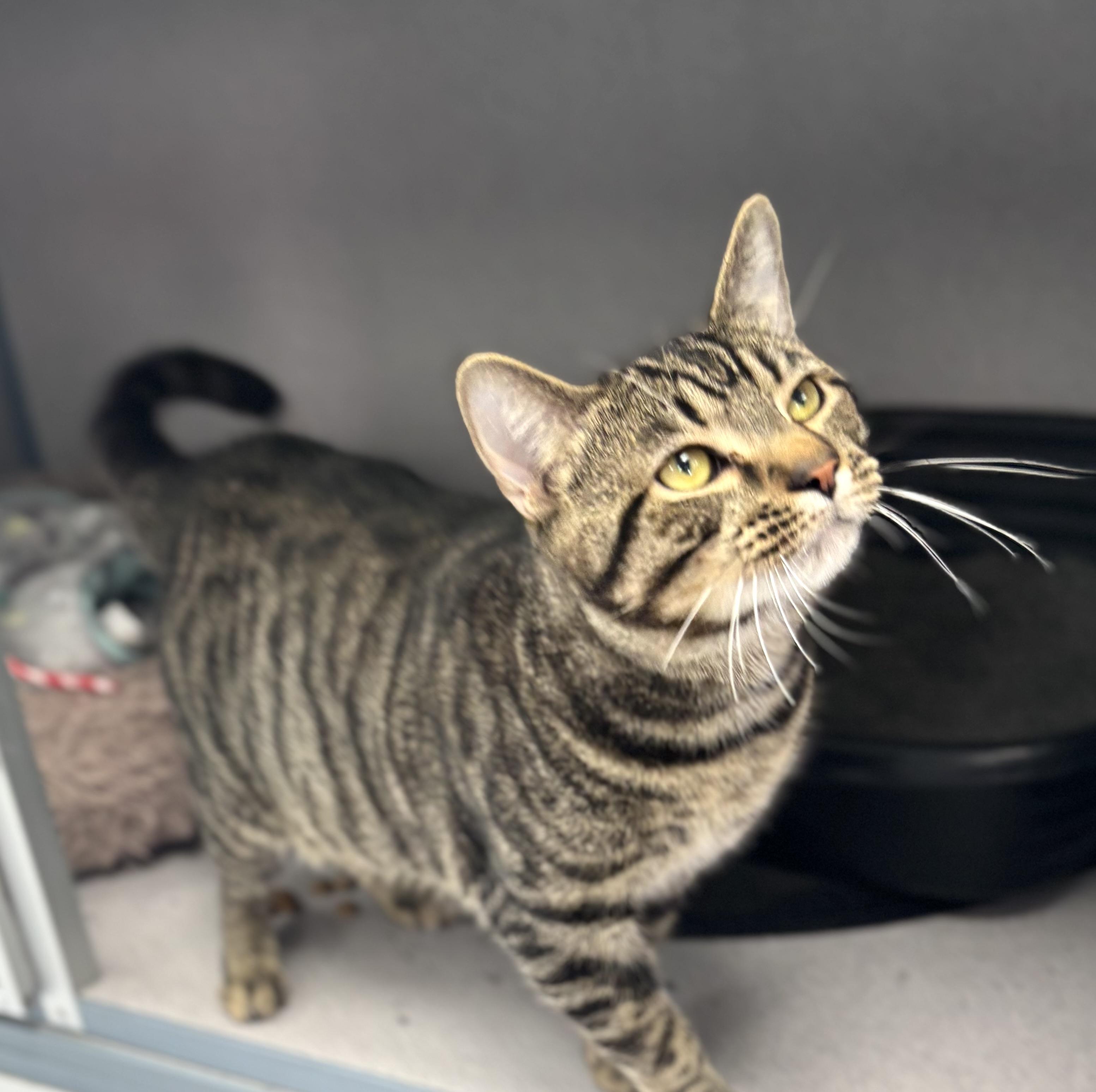 Enlarge Tommi, a ADOPTABLE Domestic Short Hair in Bardstown, KY image 5/5