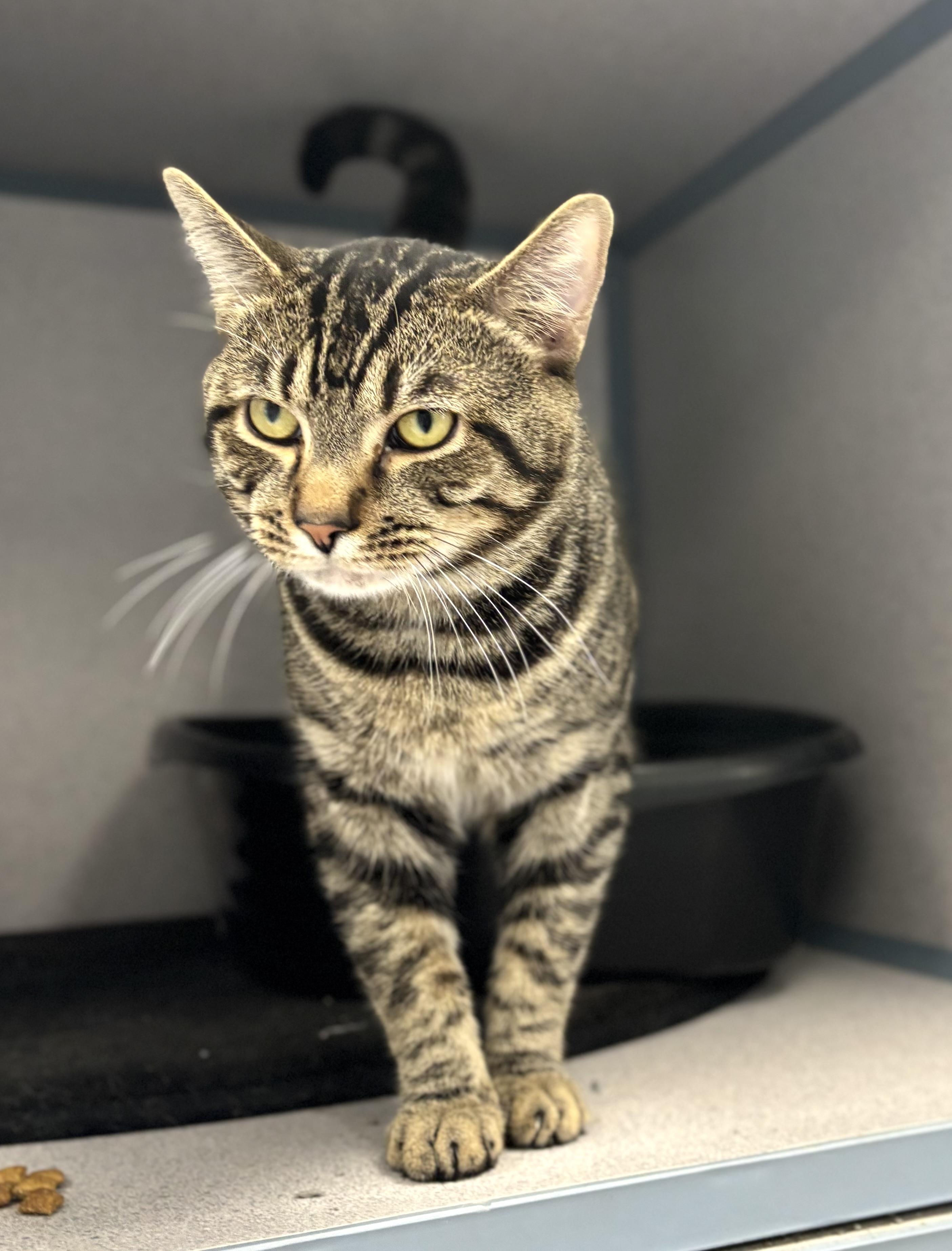 Enlarge Tommi, a ADOPTABLE Domestic Short Hair in Bardstown, KY image 3/5