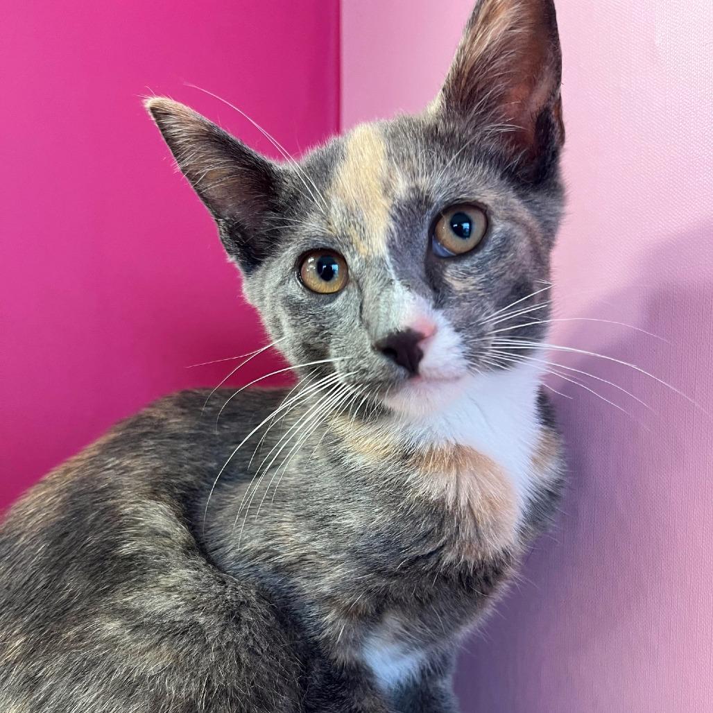 Enlarge Sienna, a Adoptable Domestic Short Hair in Hudson, NY image 1/1