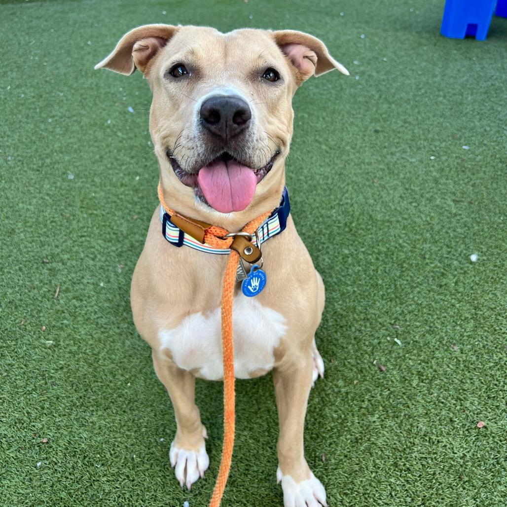 Enlarge Peaches, a Adoptable American Staffordshire Terrier in Apache Junction, AZ image 1/6
