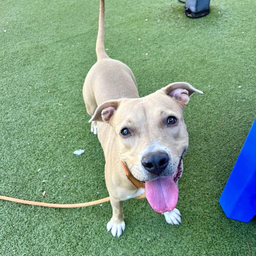 Enlarge Peaches, a Adoptable American Staffordshire Terrier in Apache Junction, AZ image 2/6