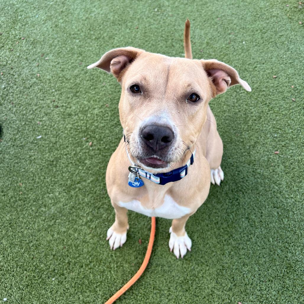 Enlarge Peaches, a Adoptable American Staffordshire Terrier in Apache Junction, AZ image 3/6