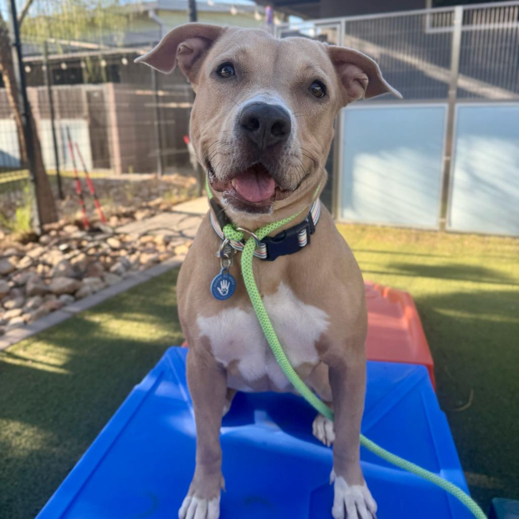 Enlarge Peaches, a Adoptable American Staffordshire Terrier in Apache Junction, AZ image 4/6