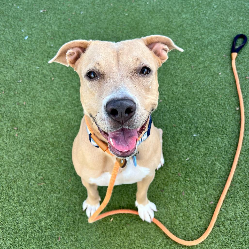 Enlarge Peaches, a Adoptable American Staffordshire Terrier in Apache Junction, AZ image 5/6