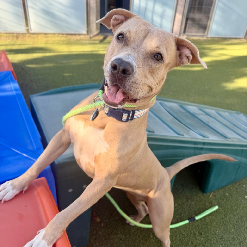 Enlarge Peaches, a Adoptable American Staffordshire Terrier in Apache Junction, AZ image 6/6