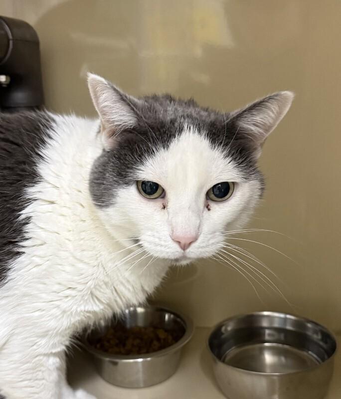 Zoe, Adoptable, Senior Female Domestic Short Hair.