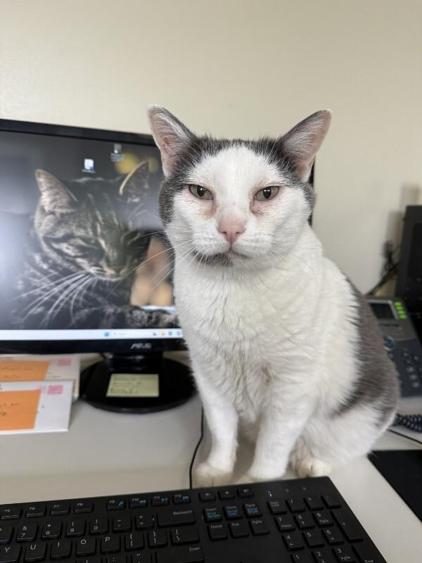 Zoe, a Adoptable Domestic Short Hair in Arlington, WA image 2/3
