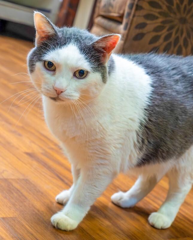 Zoe, a Adoptable Domestic Short Hair in Arlington, WA image 3/3