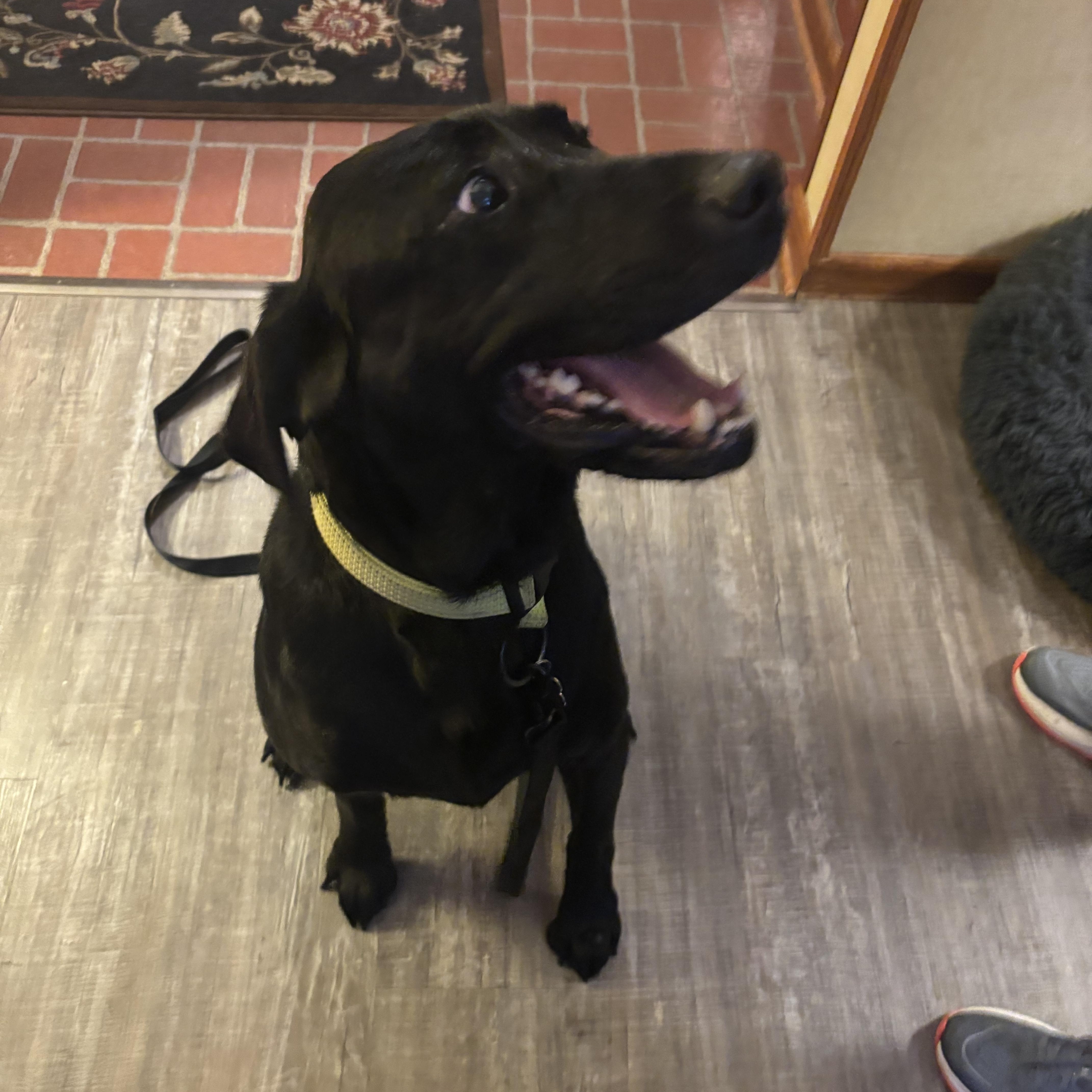 Enlarge Maggie Mae, an adopted Labrador Retriever in Warrington, PA image 1/5