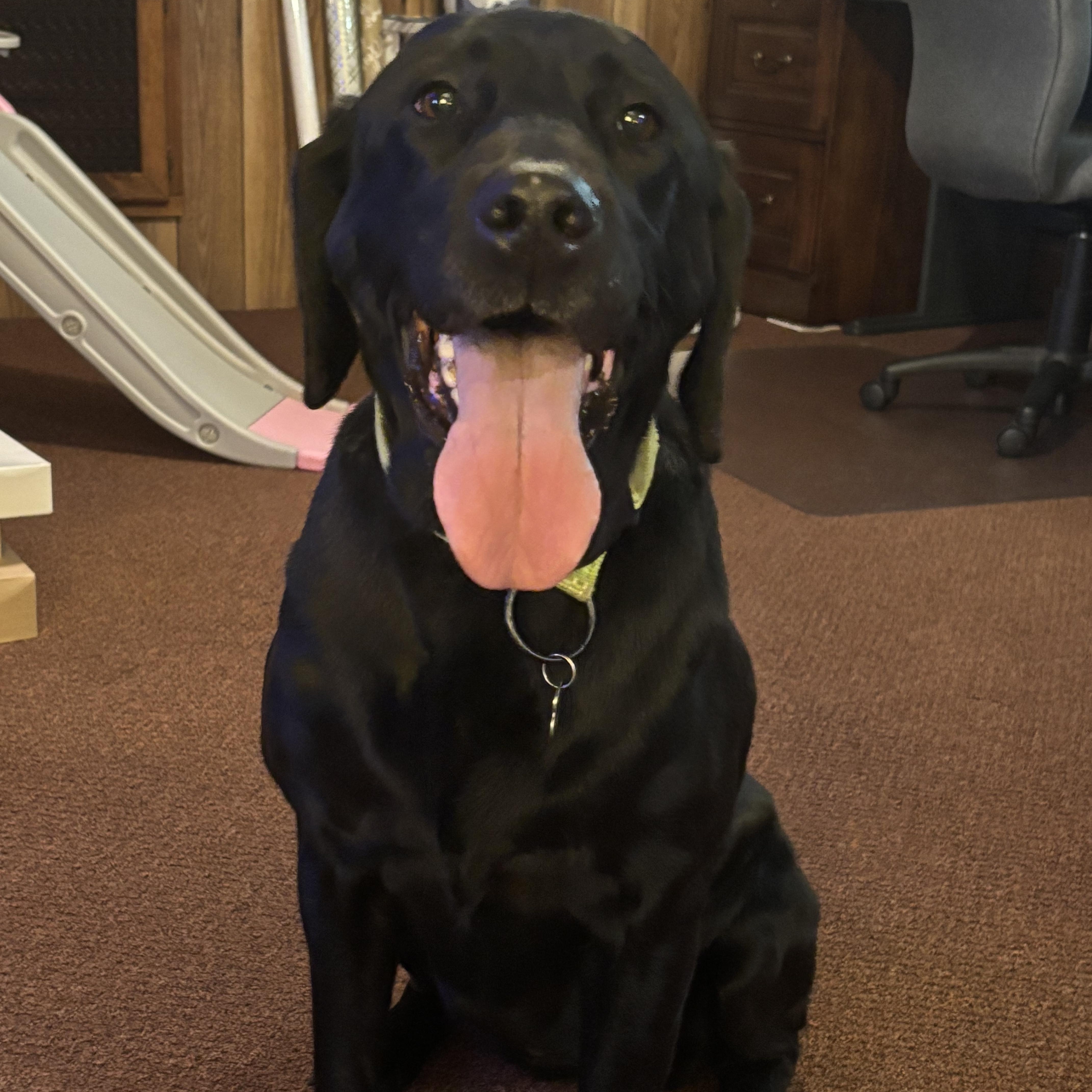 Enlarge Maggie Mae, an adopted Labrador Retriever in Warrington, PA image 2/5