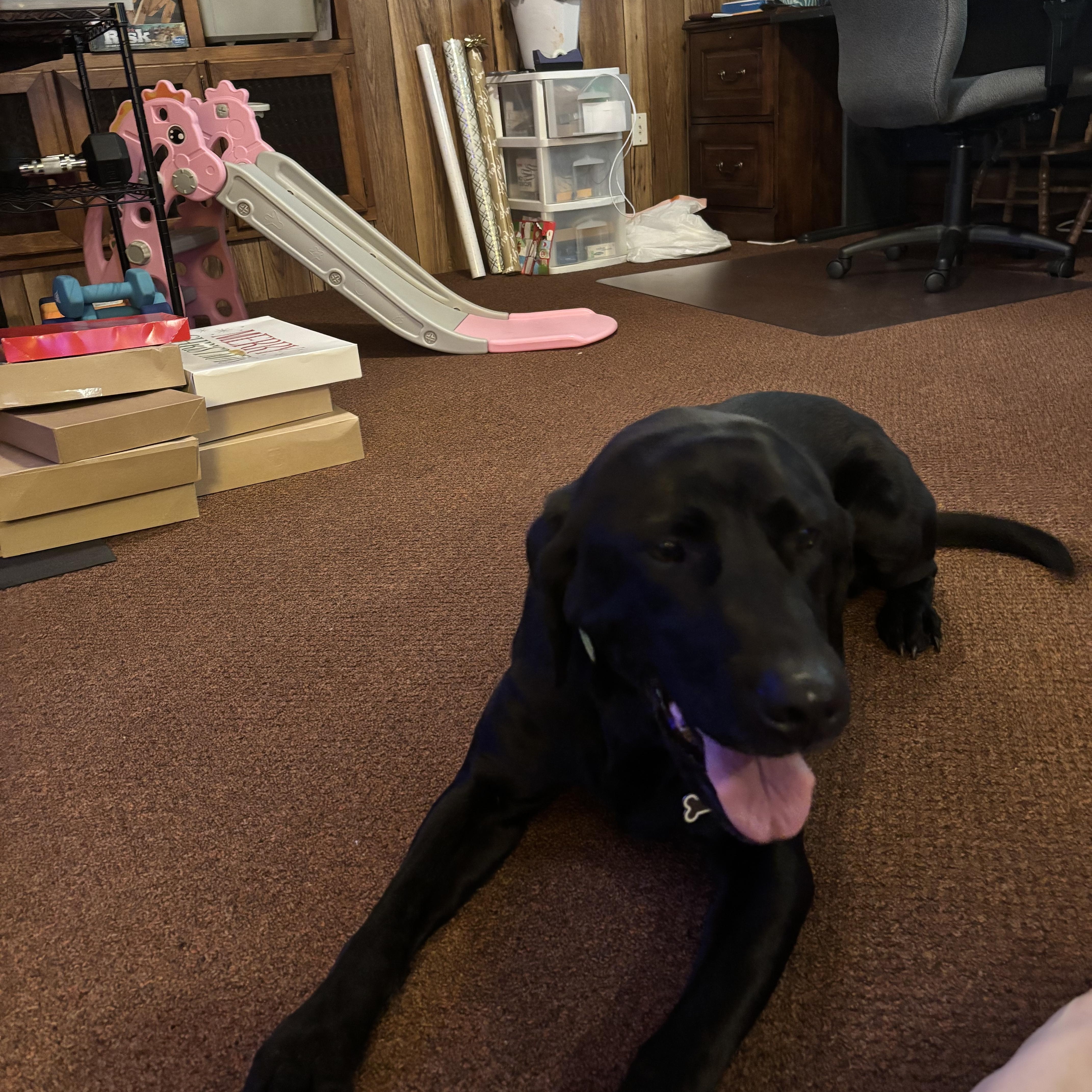 Enlarge Maggie Mae, an adopted Labrador Retriever in Warrington, PA image 3/5