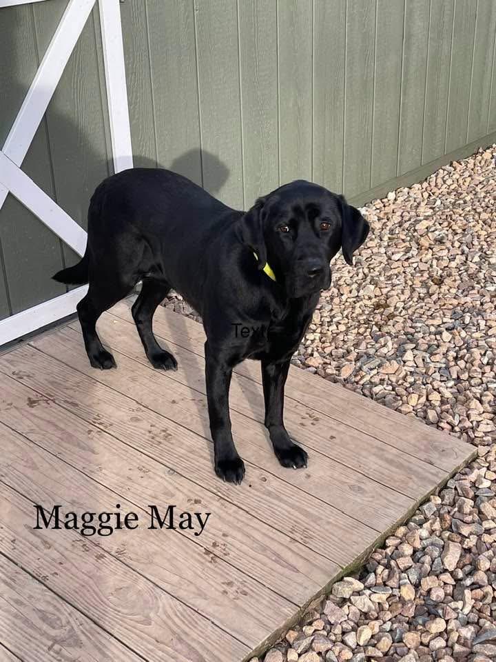 Enlarge Maggie Mae, an adopted Labrador Retriever in Warrington, PA image 4/5