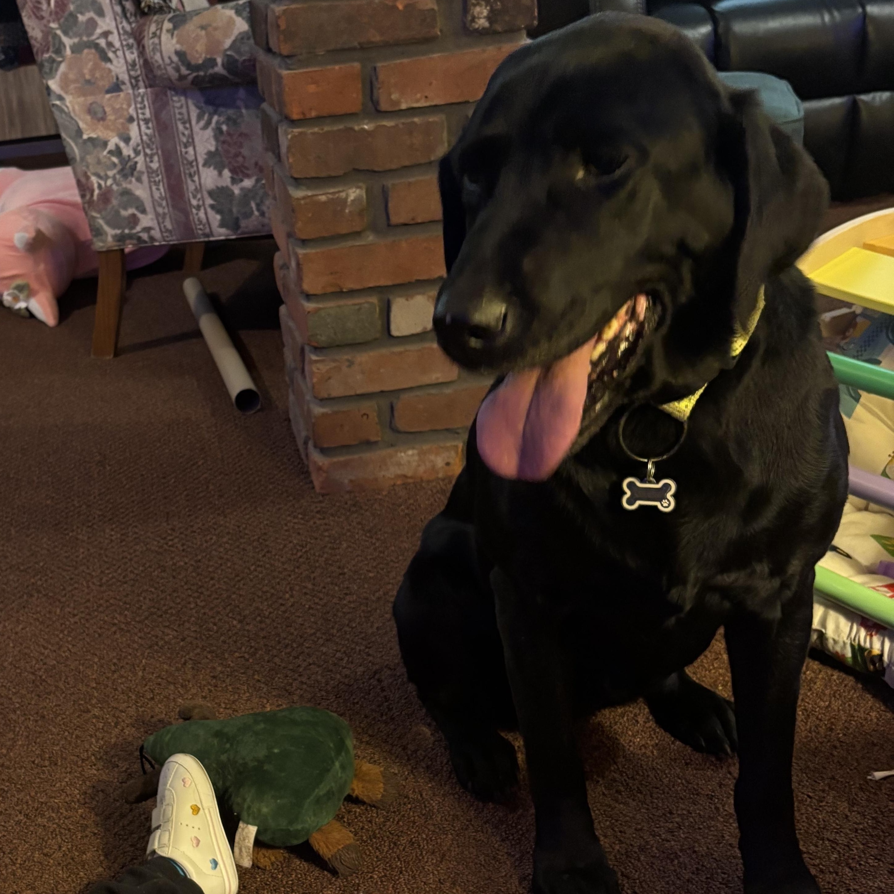 Enlarge Maggie Mae, an adopted Labrador Retriever in Warrington, PA image 5/5