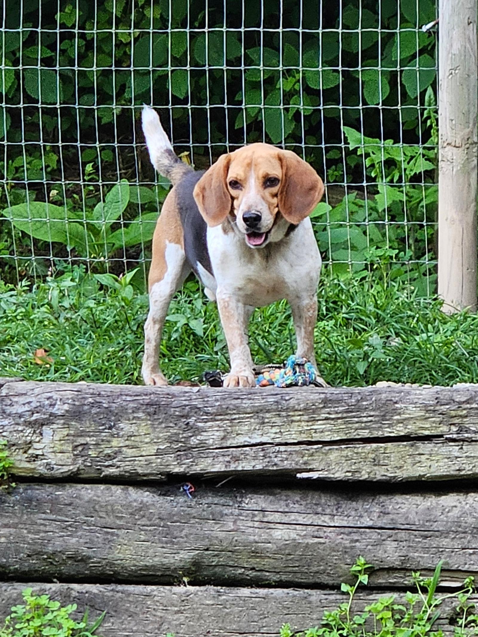 Myles, Adoptable, Adult Male Beagle.