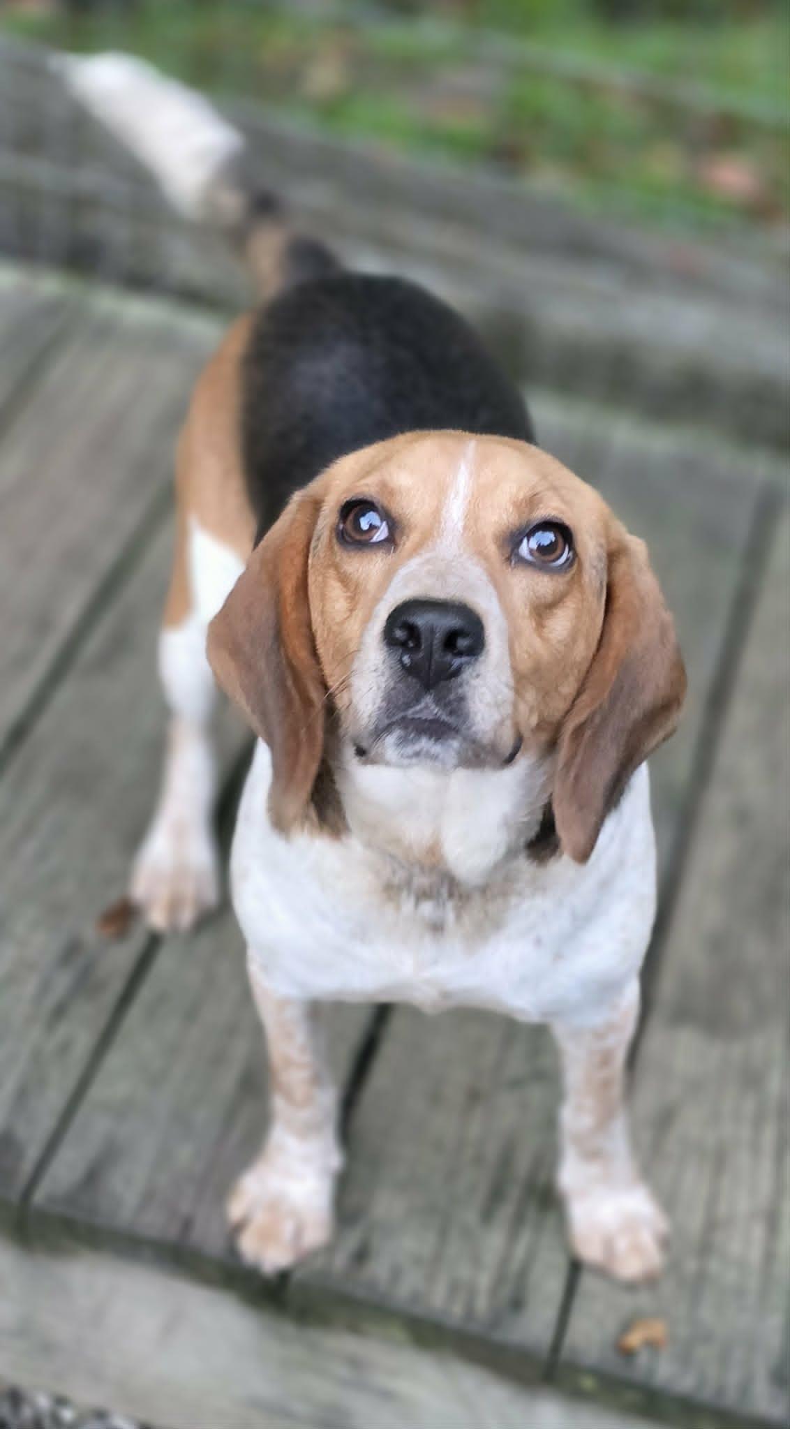 Myles, a Adoptable Beagle in Woodsfield, OH image 2/3