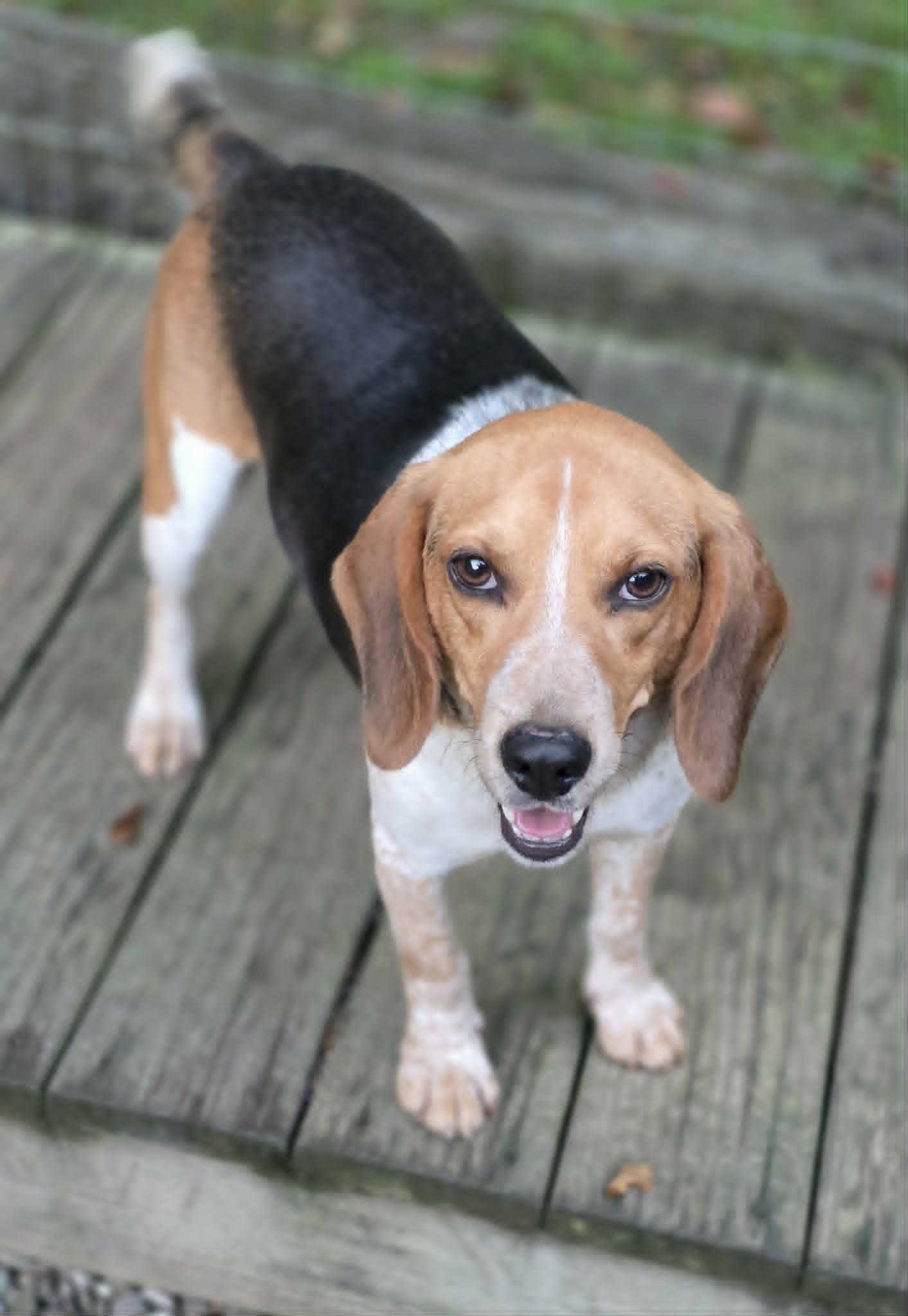 Myles, a Adoptable Beagle in Woodsfield, OH image 3/3