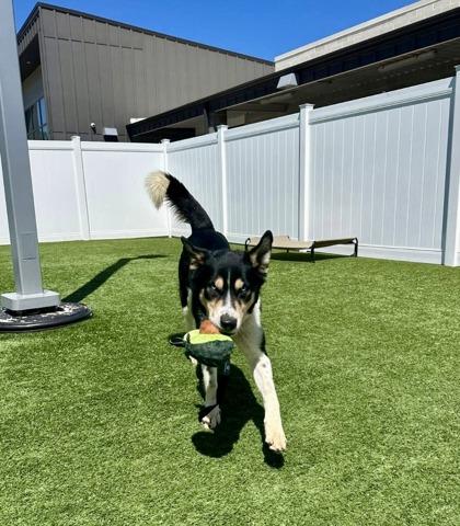 Enlarge Blue, a ADOPTABLE mixed breed in Downers Grove, IL image 4/5